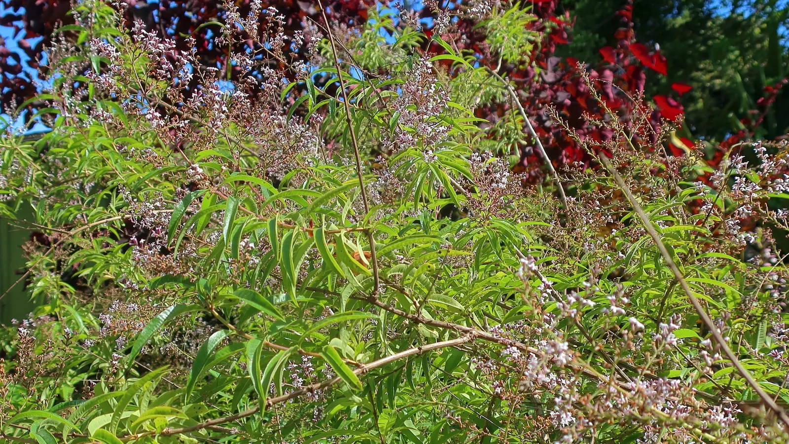 Lemon Verbena (Aloysia Triphylla) — shrub for full or half; adding an extra layer of enjoyment to the garden experience