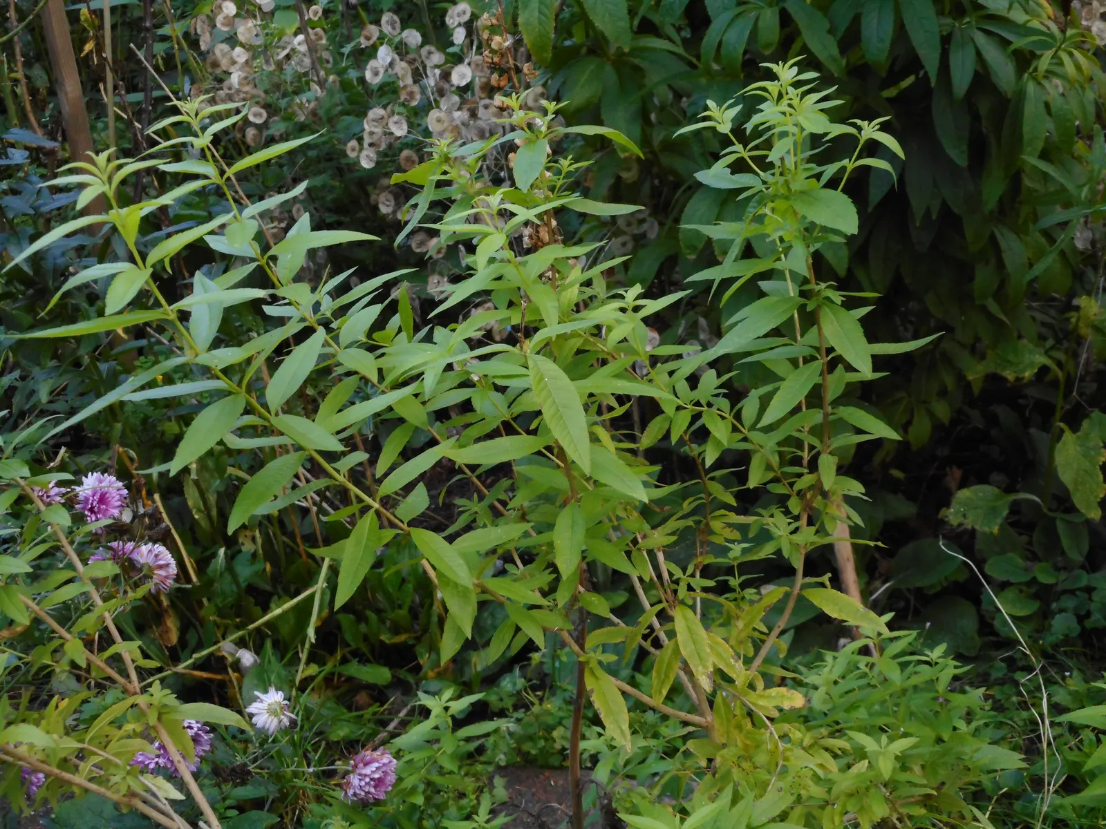 Lemon Verbena (Aloysia Triphylla) — lance-shaped leaves are deciduous; lemon Verbena appreciates full sun and well-drained soil, image 65