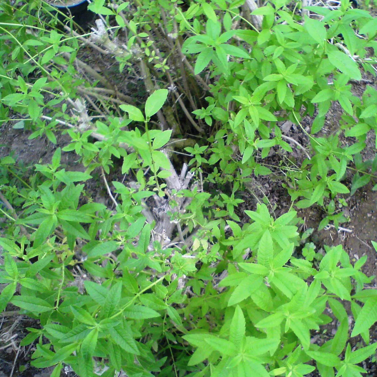 Lemon Verbena (Aloysia Triphylla) — From late spring to early fall; white flowers in the garden, image 67