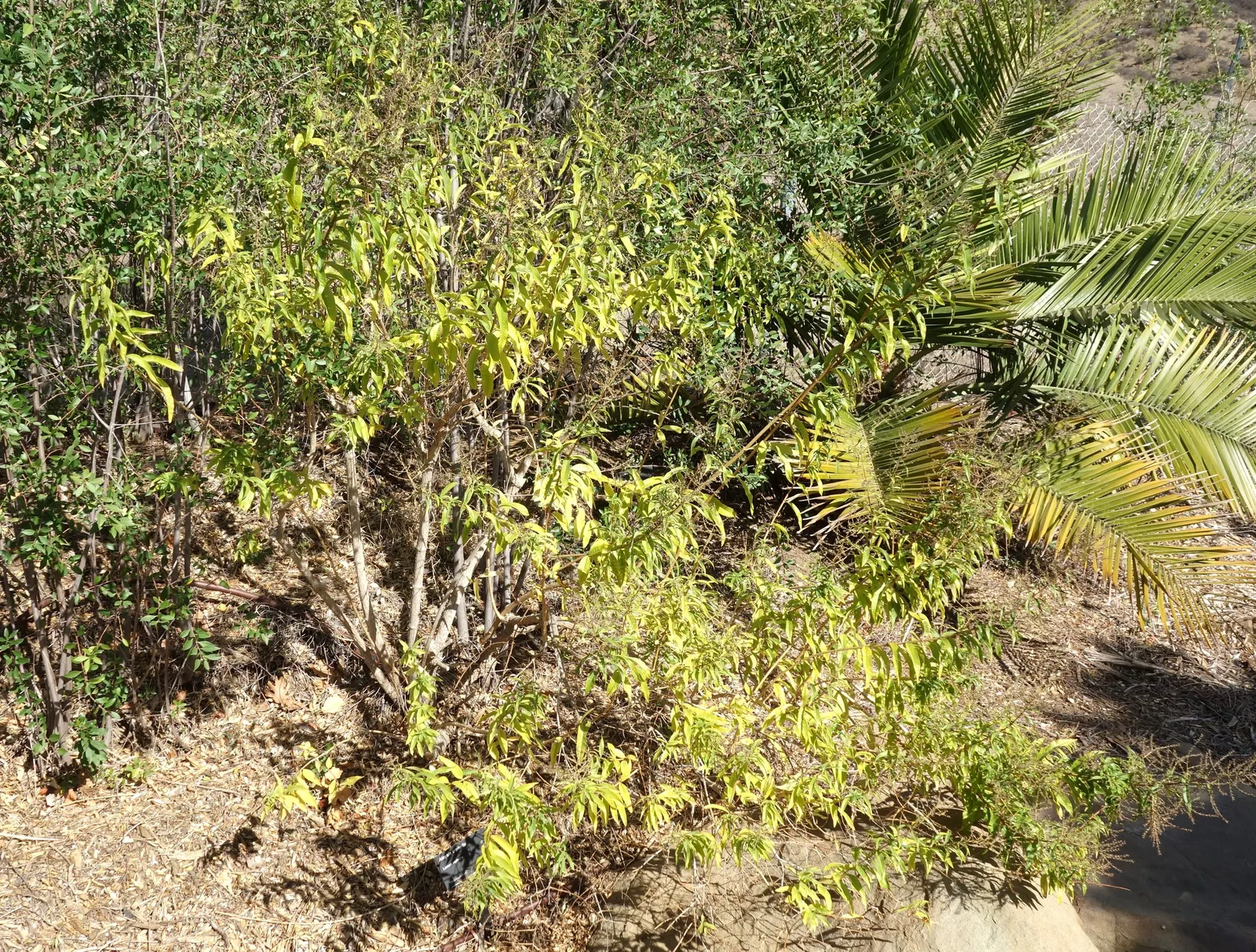 Lemon Verbena (Aloysia Triphylla) — and its light green hue shines under the summer sun; although they are less notable than the plant's foliage, image 66