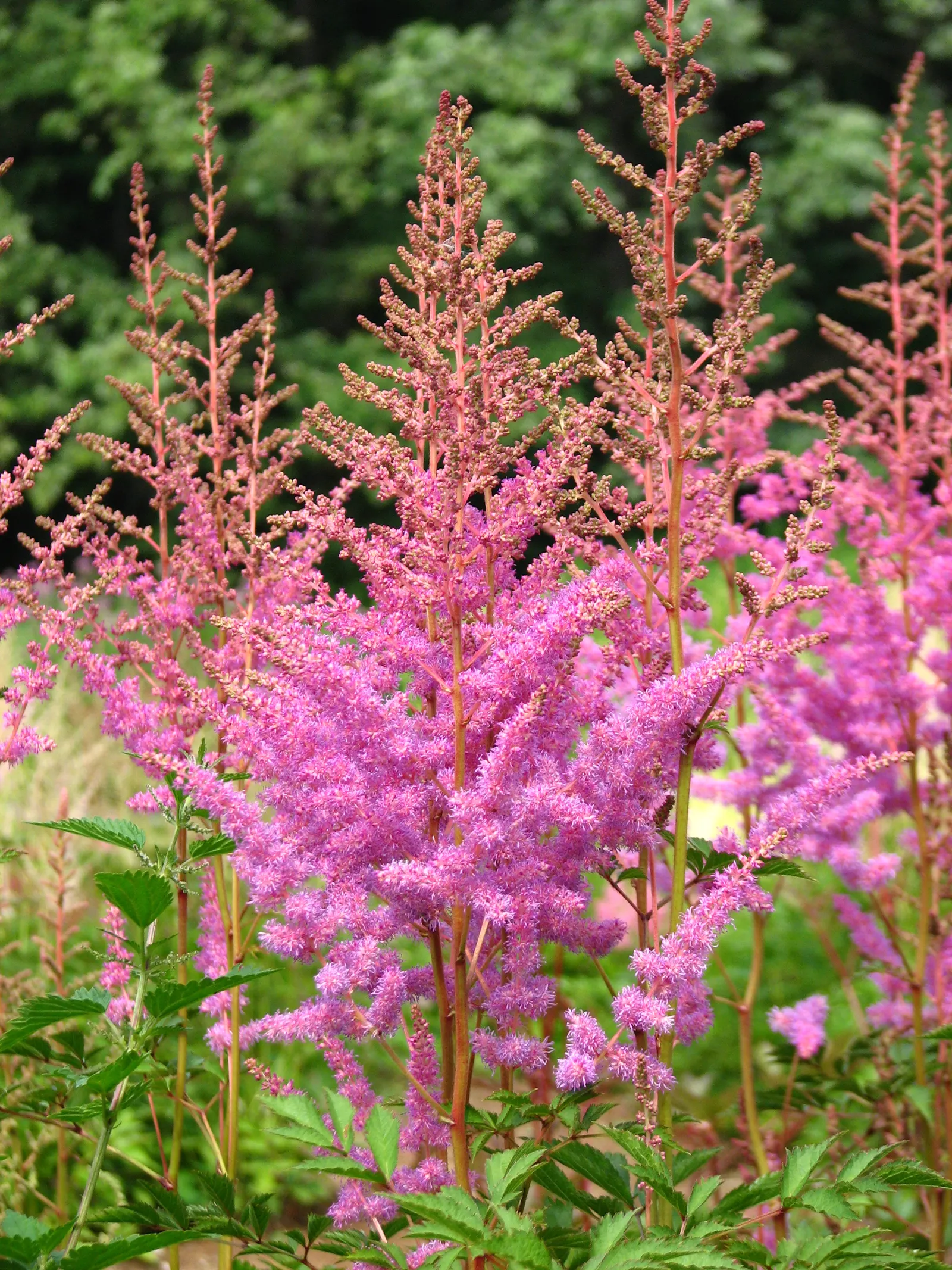 Amethyst False Spirea (Astilbe 'Amethyst') — Astilbe 'Amethyst', a perennial with feathery, lavender-pink blooms, thrives in partial to full shade