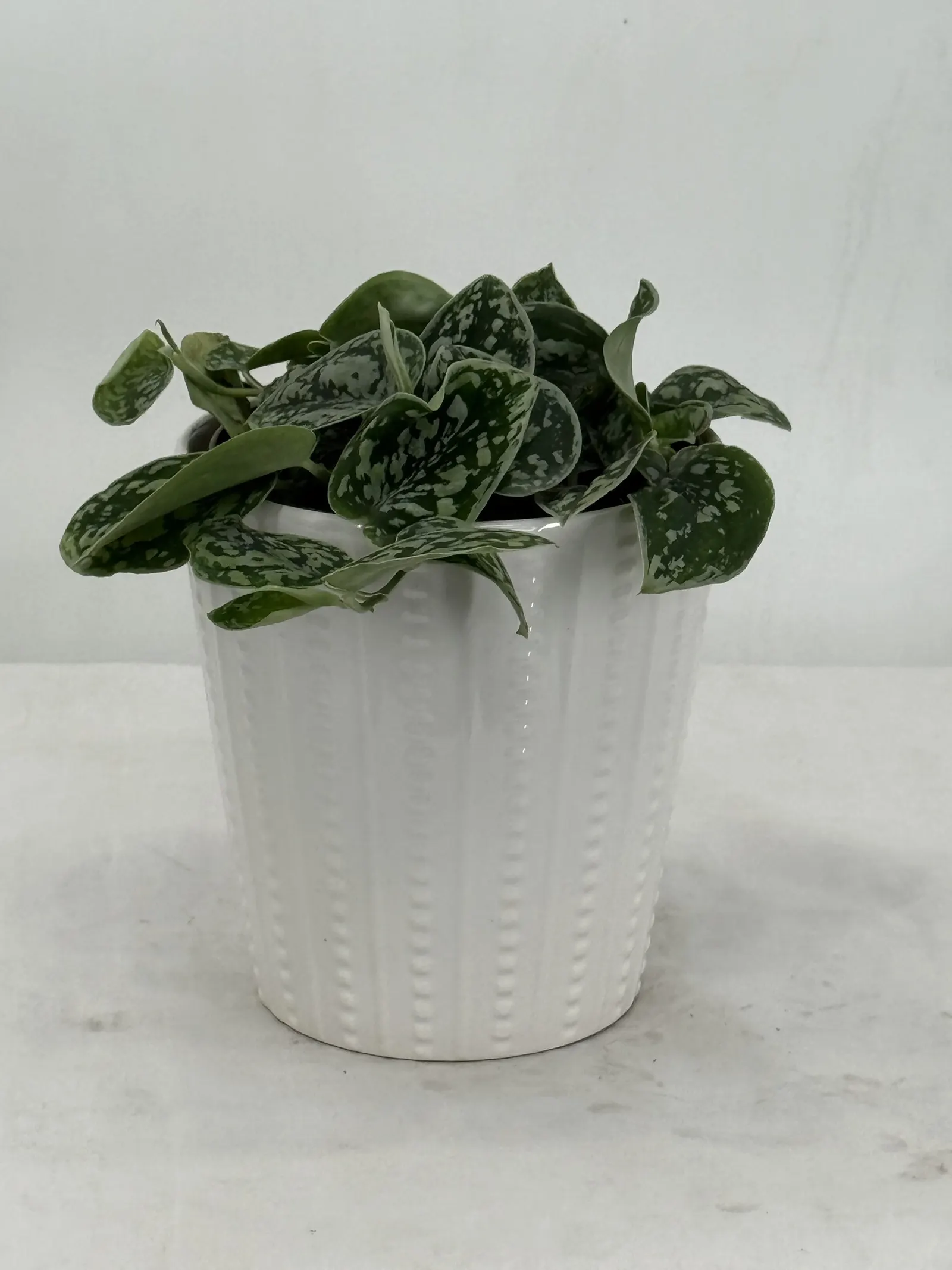 Tricolor Silver Satin Pothos (Scindapsus x) — Proven Winners - Shimmering Falls® Tricolor Silver - Satin Pothos - Scindapsus x plant details
