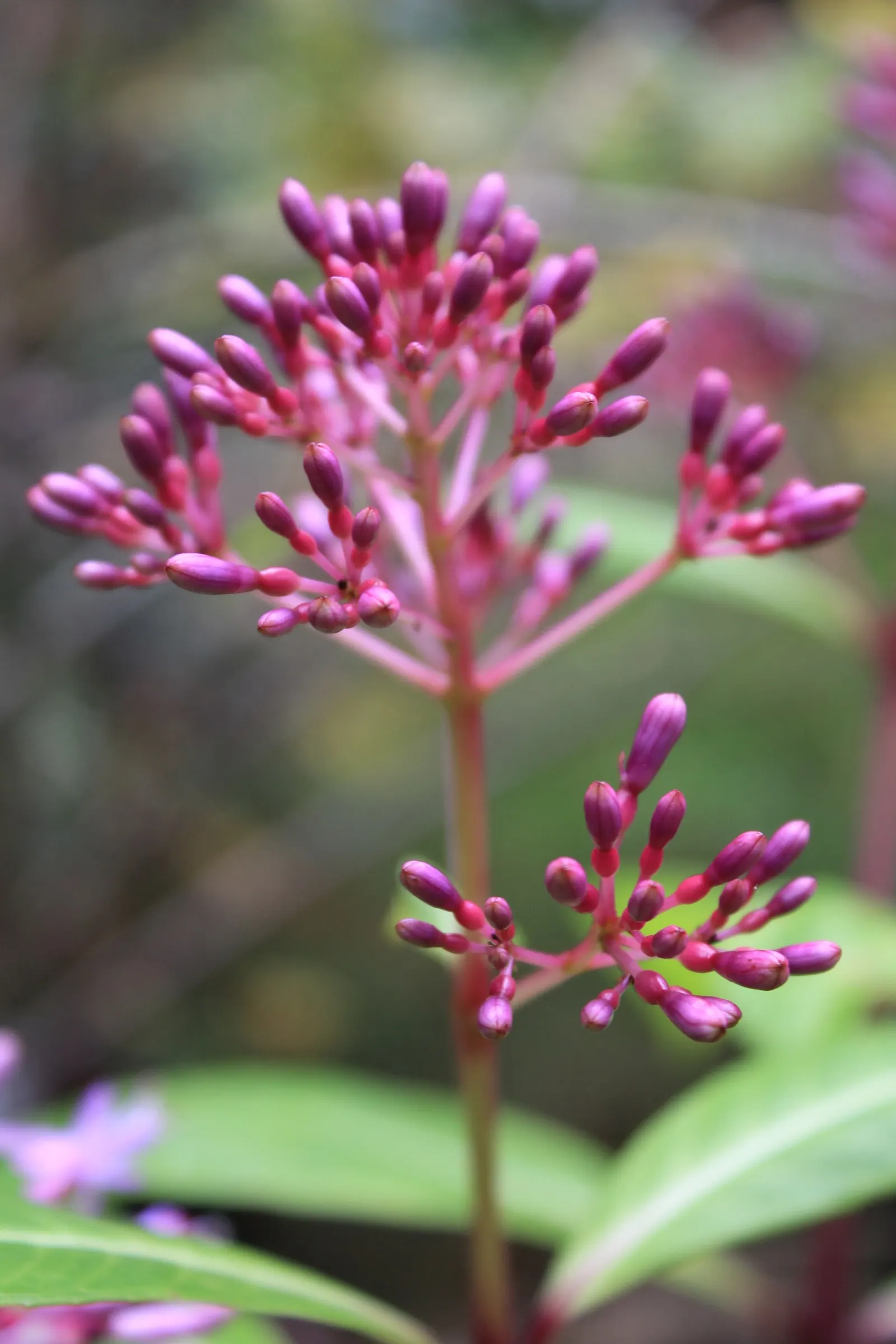 Tree Fuchsia (Fuchsia Arborescens) — Regular watering is necessary, but it's essential to avoid waterlogged conditions; perennial for half or shade