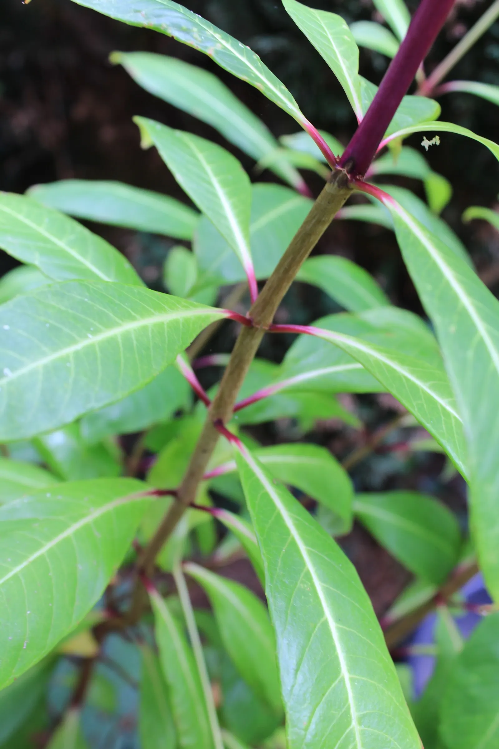Tree Fuchsia (Fuchsia Arborescens) — dark green leaves which are ovate in shape and typically measure 2 to 4 inches long