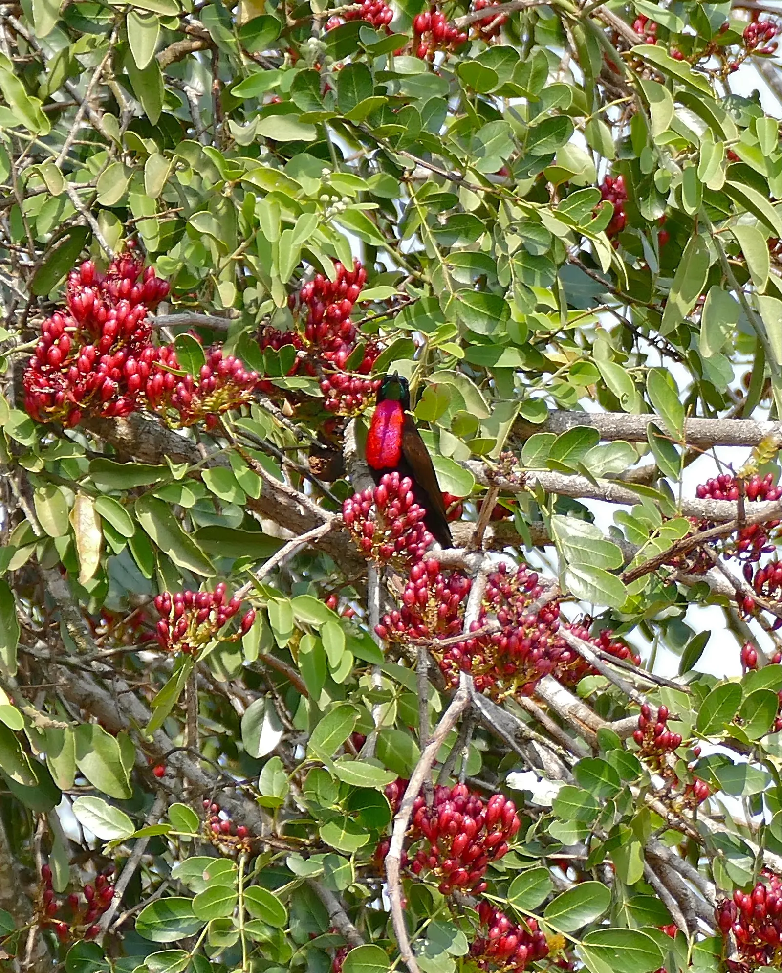Tree Fuchsia (Fuchsia Arborescens) — each cluster ranging from 2 to 4 inches in length; purplish edible fruits about 1/2 inch in size that may add interest for