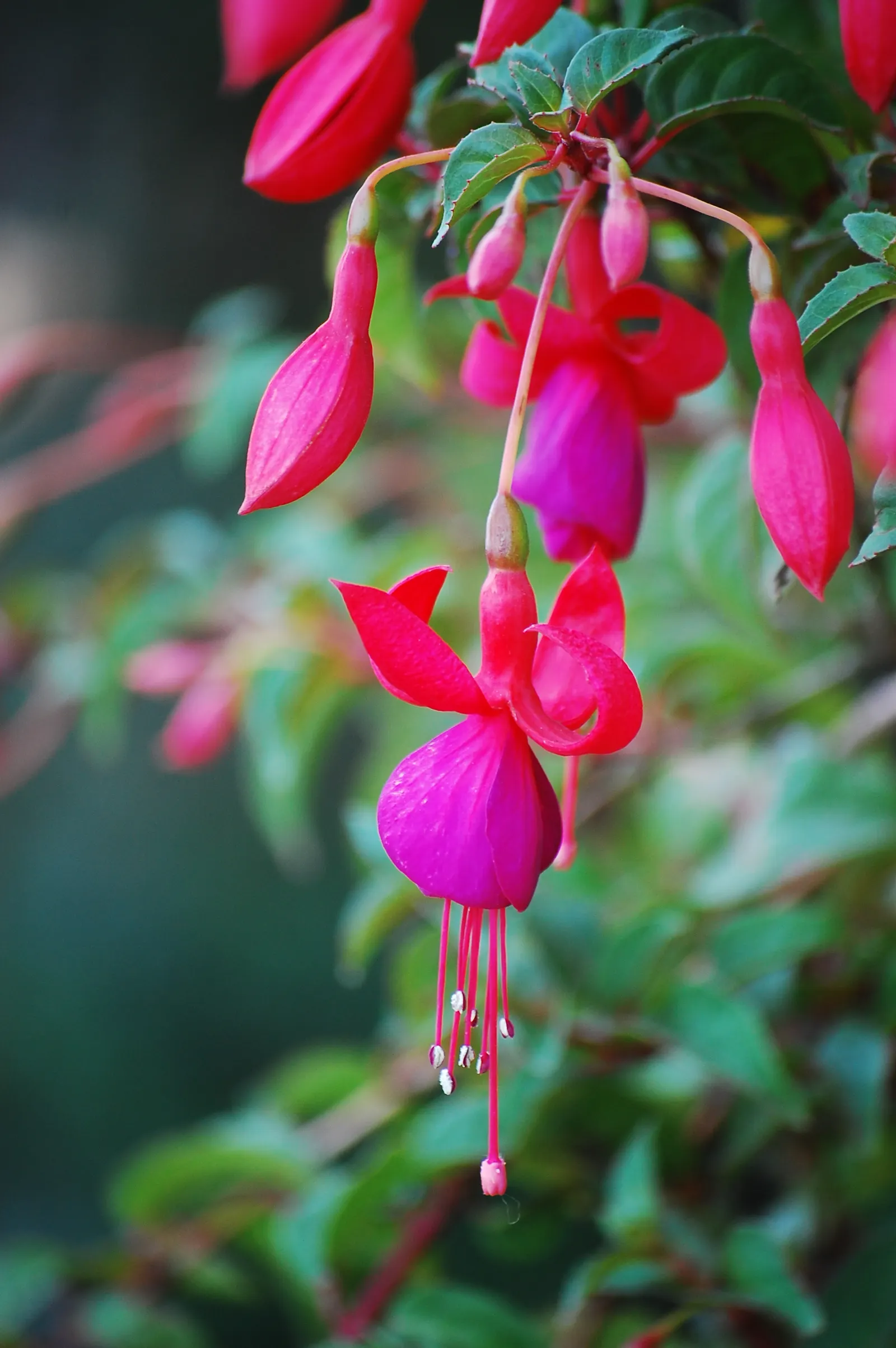 Tree Fuchsia (Fuchsia Arborescens) — it thrives in USDA Hardiness Zones 9 to 11; these blooms are not only visually striking but also attract a, image 62