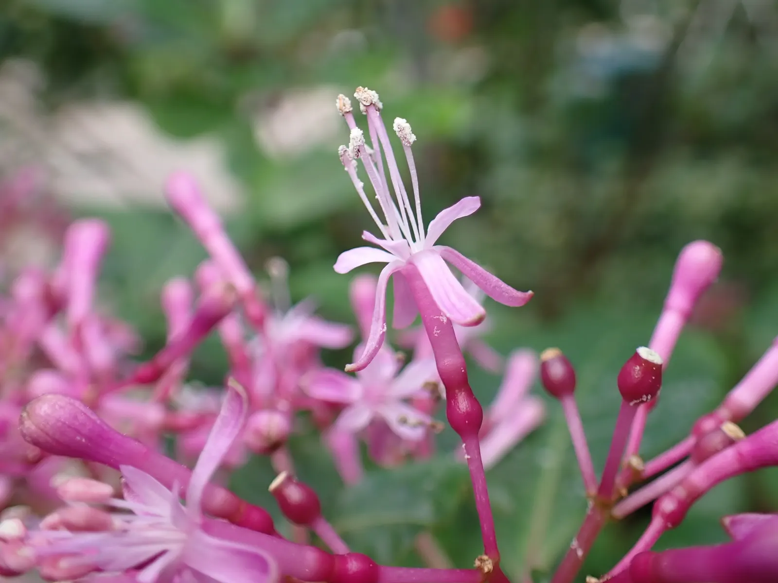 Tree Fuchsia (Fuchsia Arborescens) — multi-colored and pink flowers in the garden; regarding its optimal climate conditions, image 76