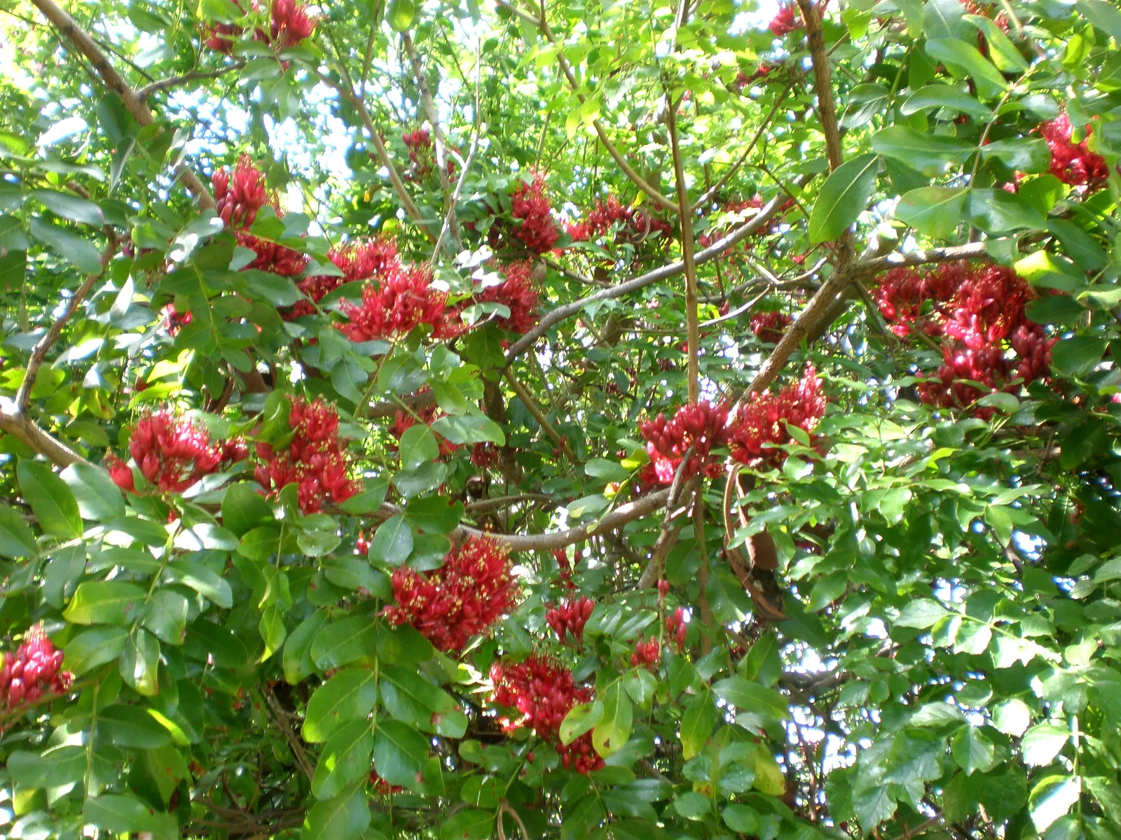 Tree Fuchsia (Fuchsia Arborescens) — dark green leaves which are ovate in shape and typically measure 2 to 4 inches long; the Fuchsia arborescens offers