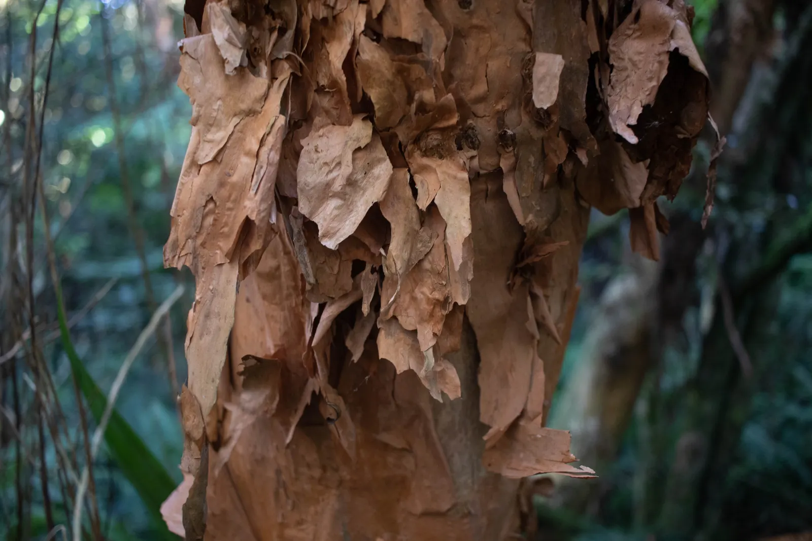 Tree Fuchsia (Fuchsia Arborescens) — The Tree Fuchsia, Fuchsia arborescens, is a subtropical evergreen shrub reaching 10-15 ft tall; hardy to about, image 79