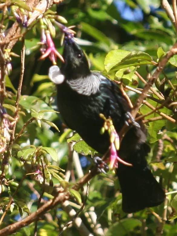 Tree Fuchsia (Fuchsia Arborescens) — It boasts panicles of pink-purple flowers year-round, attracting hummingbirds; dark green leaves which are, image 80