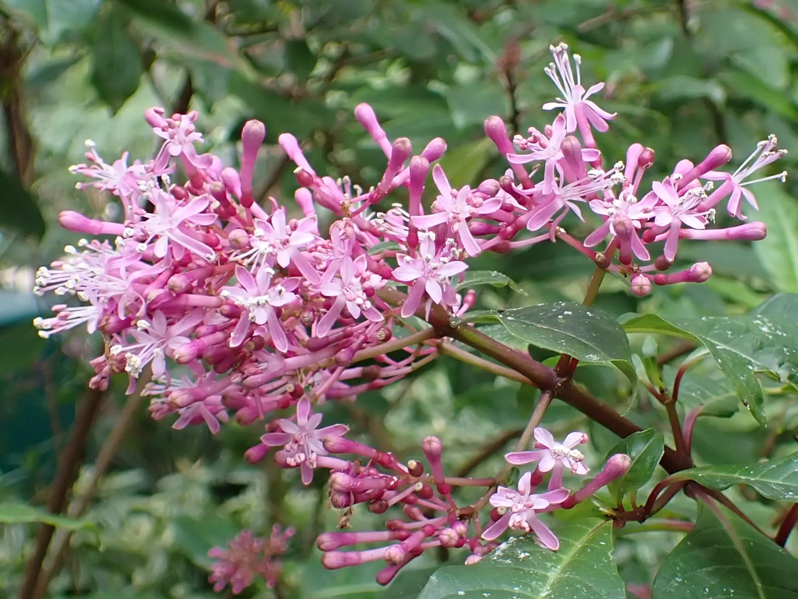 Tree Fuchsia (Fuchsia Arborescens) — Best in part shade, it requires well-drained soil with moderate watering; for the best flowering results, image 81