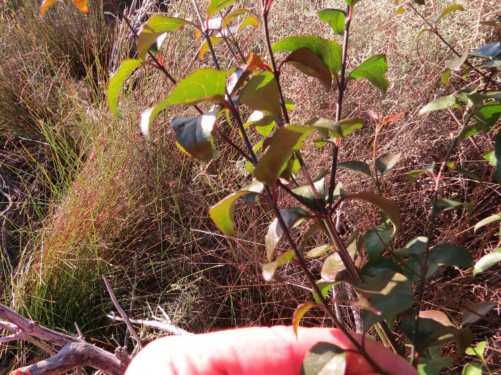 Tree Fuchsia (Fuchsia Arborescens) — reaching mature heights of roughly 6 to 10 feet