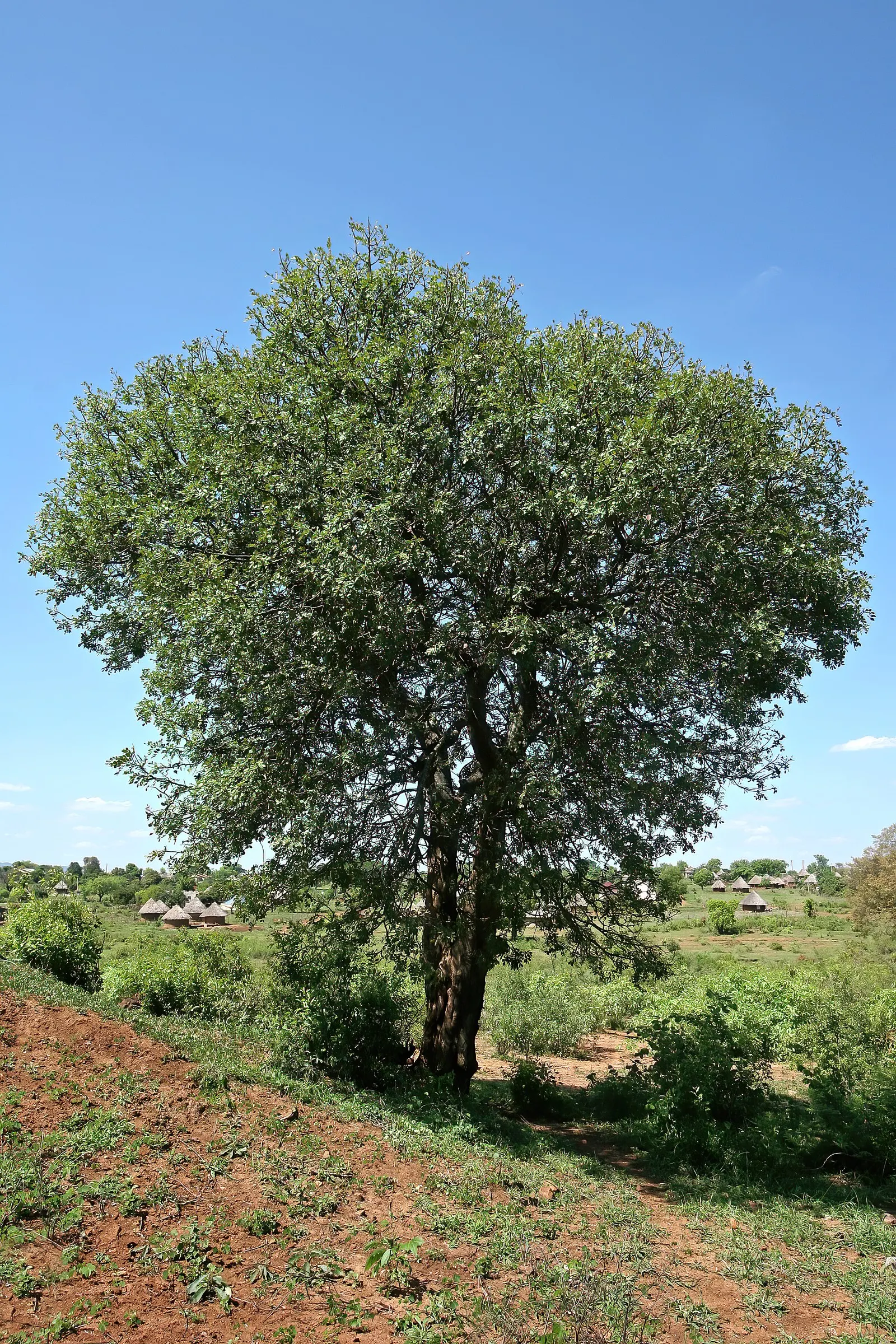 Tree Fuchsia (Fuchsia Arborescens) — each cluster ranging from 2 to 4 inches in length