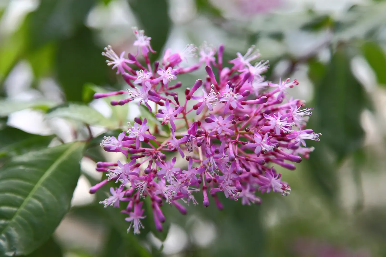 Tree Fuchsia (Fuchsia Arborescens) — Regular watering is necessary, but it's essential to avoid waterlogged conditions