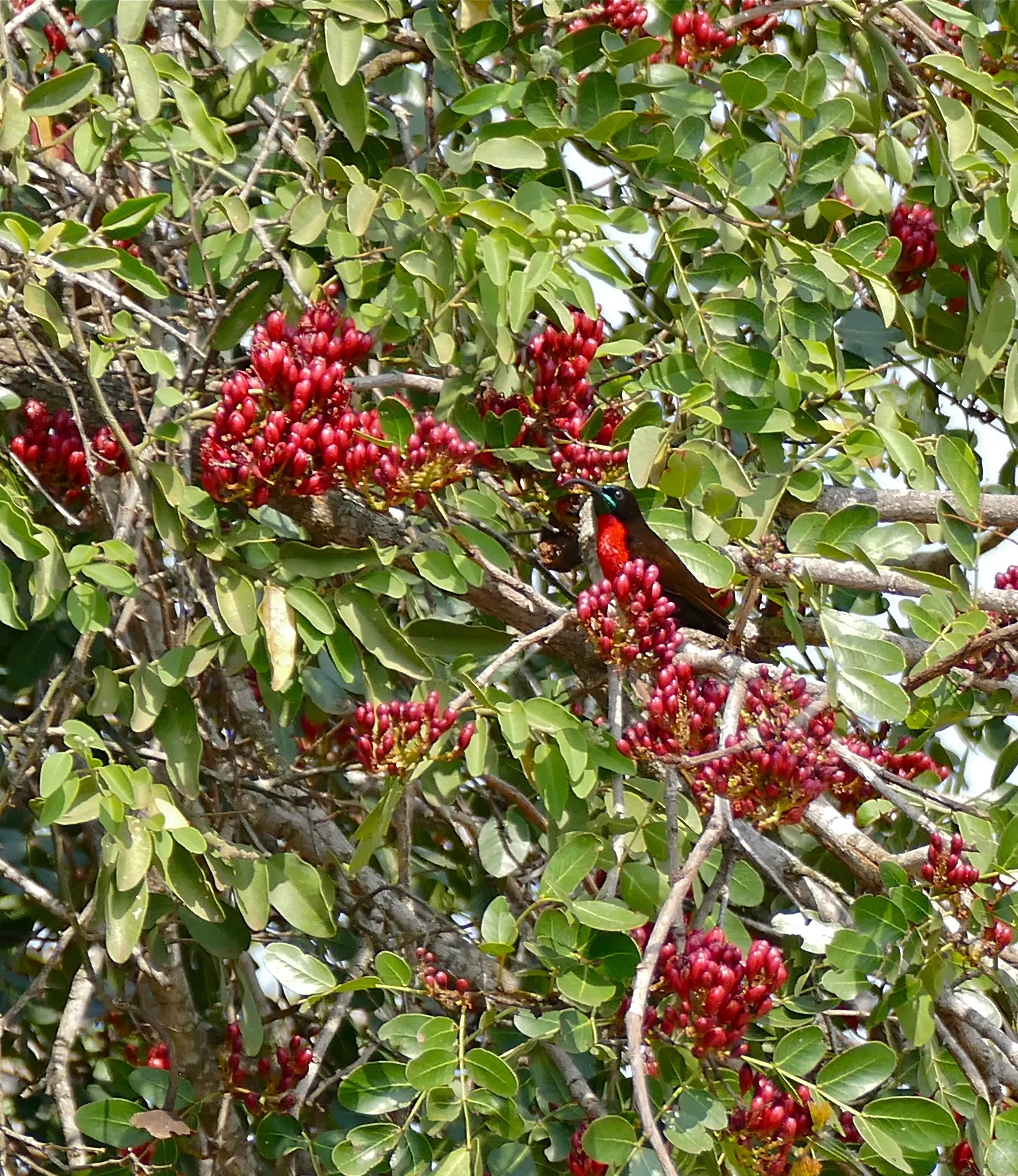 Tree Fuchsia (Fuchsia Arborescens) — suitable for a range of landscape designs
