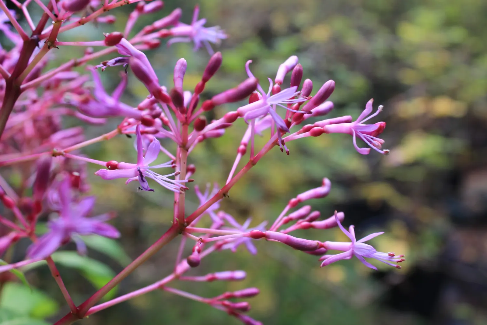 Tree Fuchsia (Fuchsia Arborescens) — This evergreen shrub to small tree boasts a bushy and rounded growth habit; pruning can be done to maintain, image 59