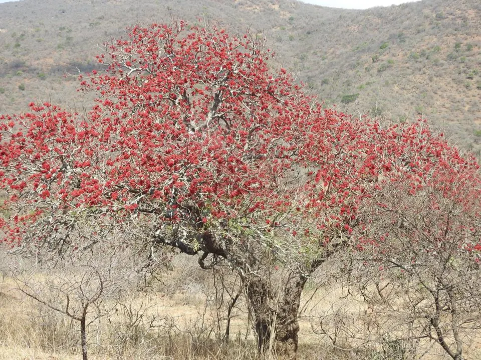 Tree Fuchsia (Fuchsia Arborescens) — perennial for half or shade; suitable for a range of landscape designs