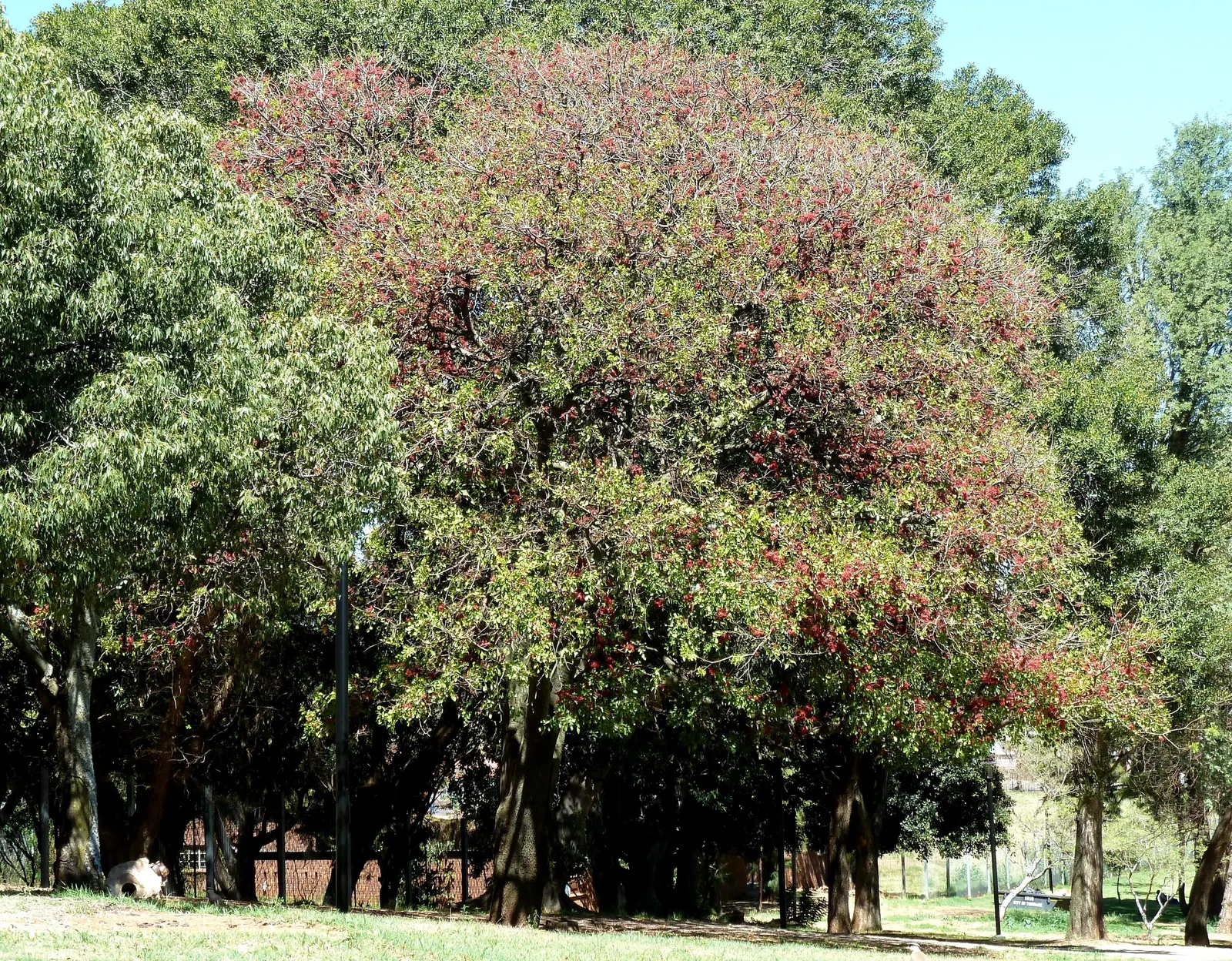 Tree Fuchsia (Fuchsia Arborescens) — reaching mature heights of roughly 6 to 10 feet; the Tree Fuchsia, Fuchsia arborescens, is a subtropical evergreen shrub