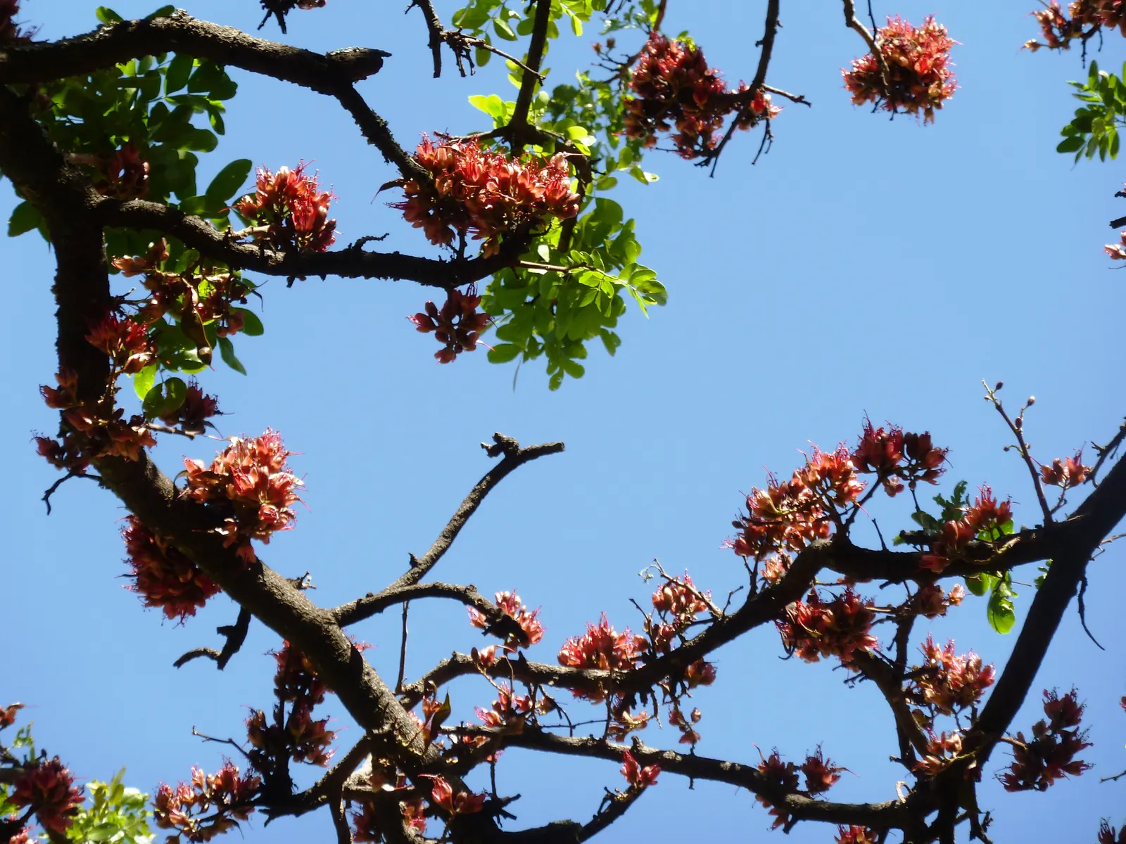 Tree Fuchsia (Fuchsia Arborescens) — These blooms are not only visually striking but also attract a host of pollinators; multi-colored and pink flowers in the