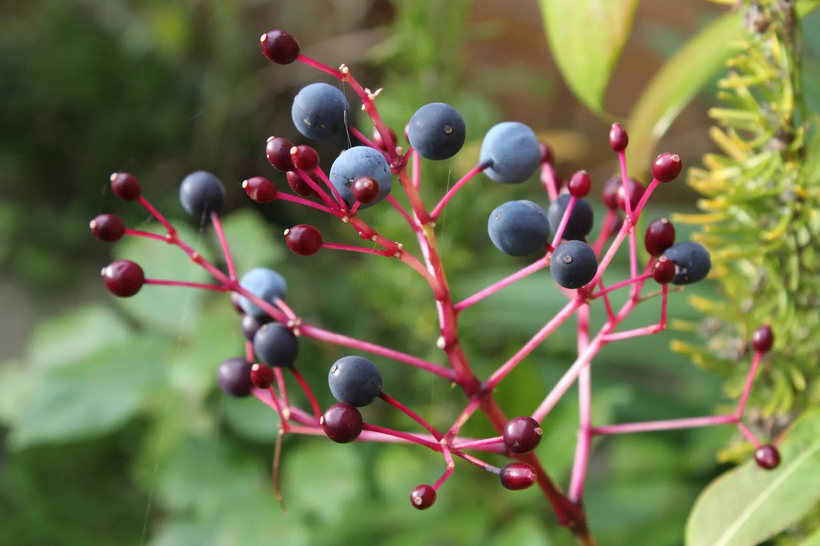 Tree Fuchsia (Fuchsia Arborescens) — Best in part shade, it requires well-drained soil with moderate watering