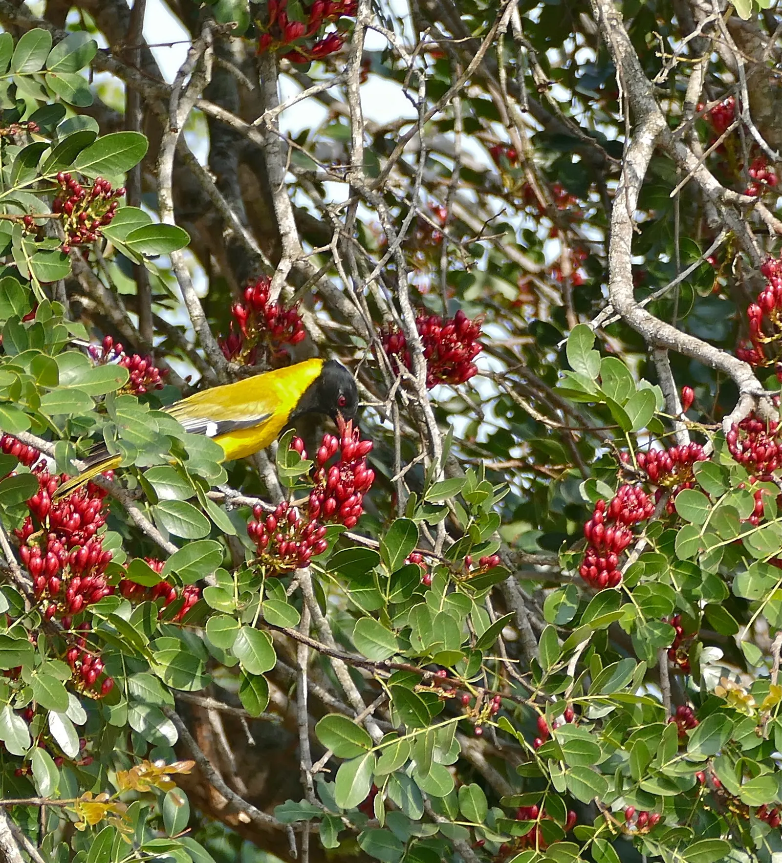 Tree Fuchsia (Fuchsia Arborescens) — These blooms are not only visually striking but also attract a host of pollinators; multi-colored and pink, image 67