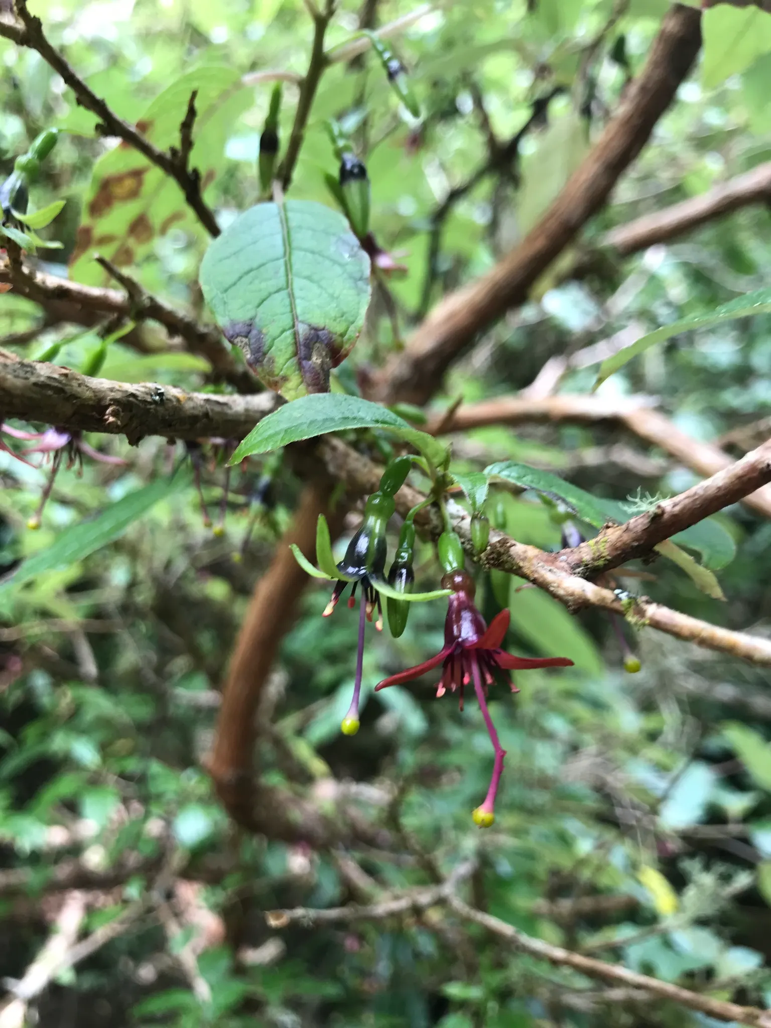 Tree Fuchsia (Fuchsia Arborescens) — suitable for a range of landscape designs; it boasts panicles of pink-purple flowers year-round, attracting hummingbirds