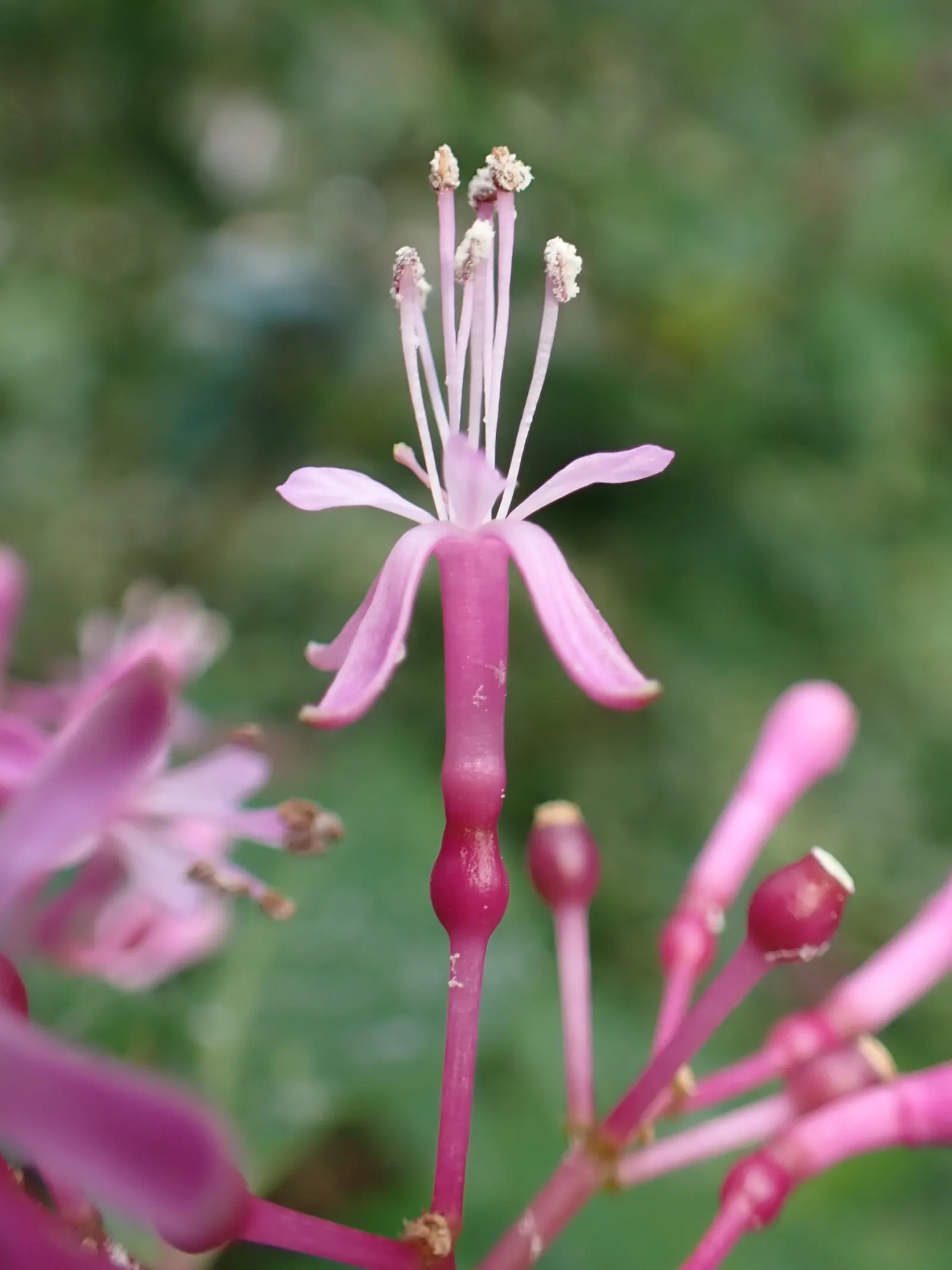 Tree Fuchsia (Fuchsia Arborescens) — the Fuchsia arborescens offers year-round allure; whether as a garden centerpiece or a component of a mixed, image 74