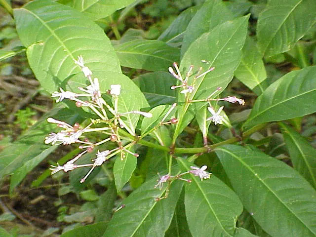 Tree Fuchsia (Fuchsia Arborescens) — perennial with multi-colored and pink blooms