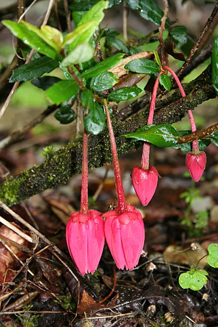 Tree Fuchsia (Fuchsia Arborescens) — Keep in mind its final size and delicate branches when positioning in your landscape; the Tree Fuchsia, or, image 83