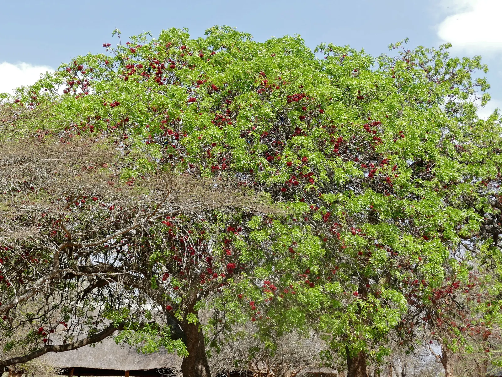 Tree Fuchsia (Fuchsia Arborescens) — suitable for a range of landscape designs; it boasts panicles of pink-purple flowers year-round, attracting, image 75