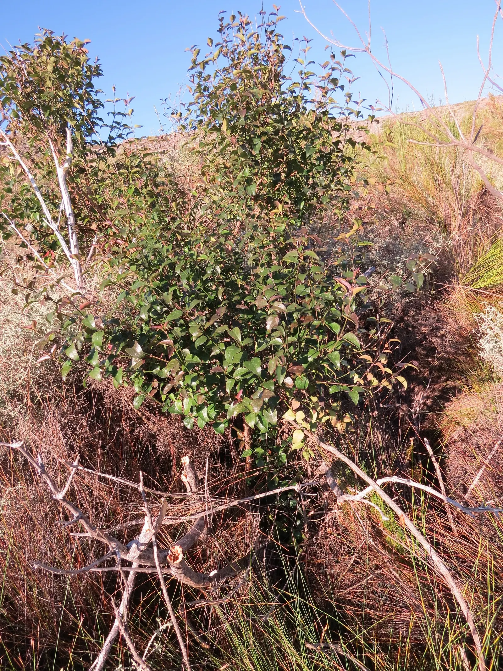 Tree Fuchsia (Fuchsia Arborescens) — Keep in mind its final size and delicate branches when positioning in your landscape