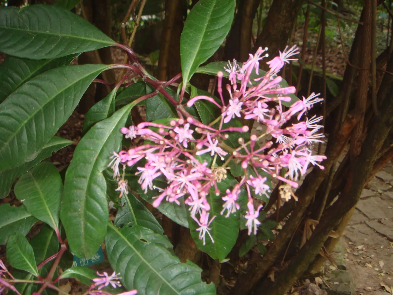 Tree Fuchsia (Fuchsia Arborescens) — Pendulous clusters of vibrant pink to purple tubular flowers dangle elegantly