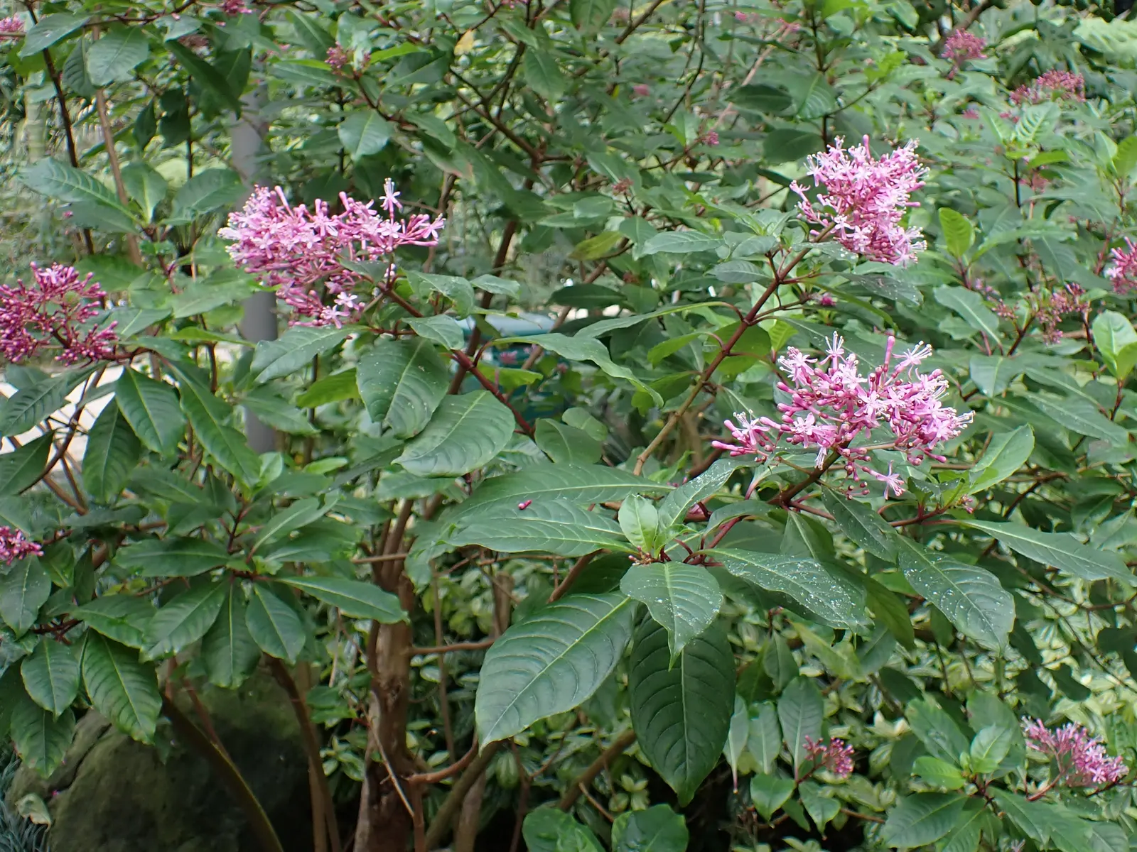 Tree Fuchsia (Fuchsia Arborescens) — reaching mature heights of roughly 6 to 10 feet; the Tree Fuchsia, Fuchsia arborescens, is a subtropical, image 86