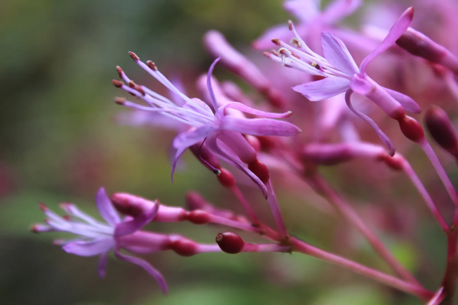Tree Fuchsia (Fuchsia Arborescens) — The Tree Fuchsia, or Fuchsia arborescens, presents an ornamental charm sure to stand out in any garden; pendulous clusters