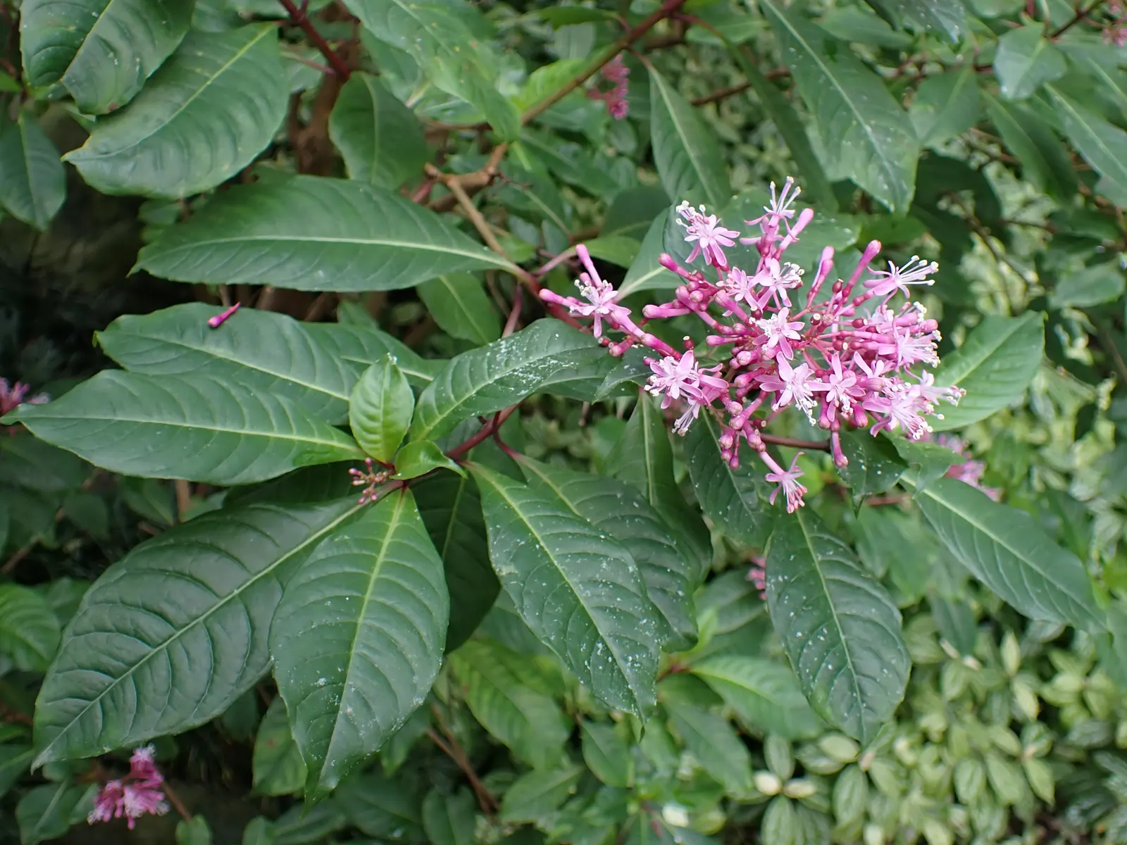 Tree Fuchsia (Fuchsia Arborescens) — Hardy to about 30&deg;F, it's suitable for USDA zones 9-11; perennial with multi-colored and pink blooms, image 56
