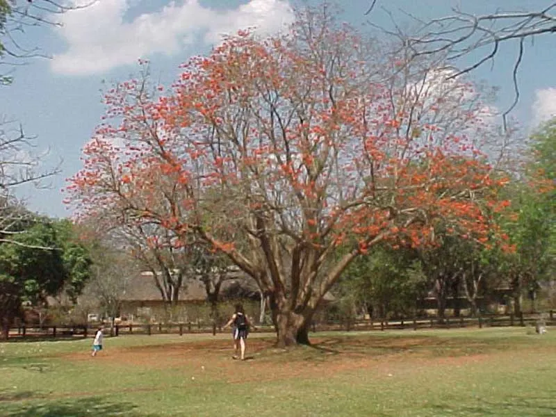 Tree Fuchsia (Fuchsia Arborescens) — Regarding its optimal climate conditions; reaching mature heights of roughly 6 to 10 feet, image 87