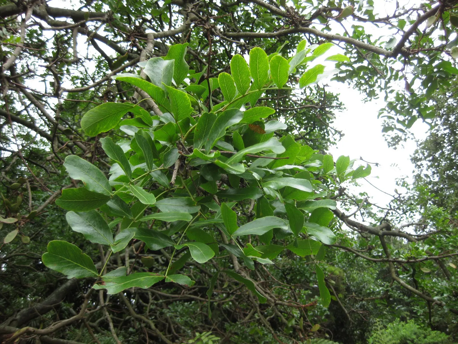 Tree Fuchsia (Fuchsia Arborescens) — The Tree Fuchsia, Fuchsia arborescens, is a subtropical evergreen shrub reaching 10-15 ft tall