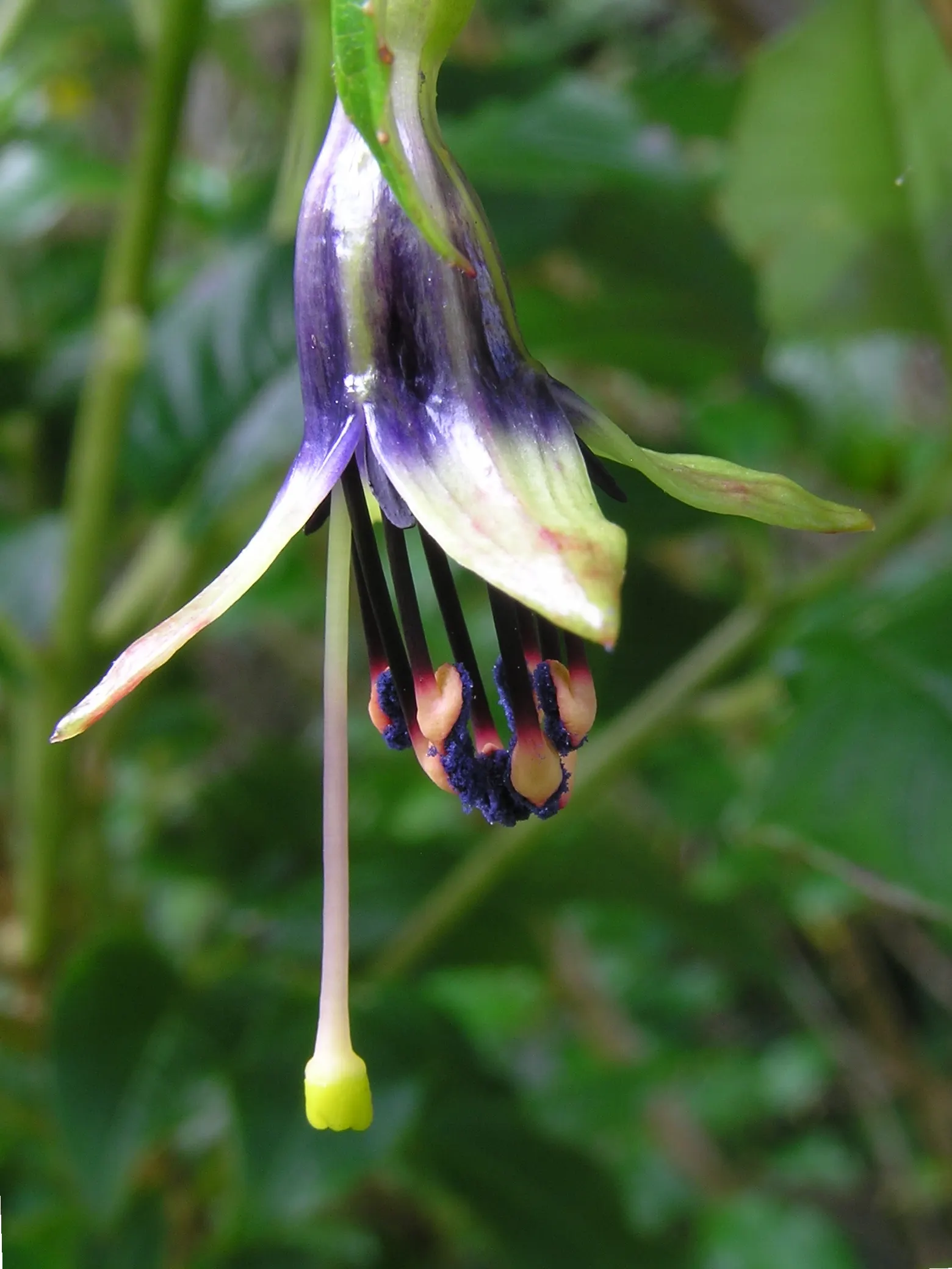 Tree Fuchsia (Fuchsia Arborescens) — This evergreen shrub to small tree boasts a bushy and rounded growth habit; pruning can be done to maintain shape and