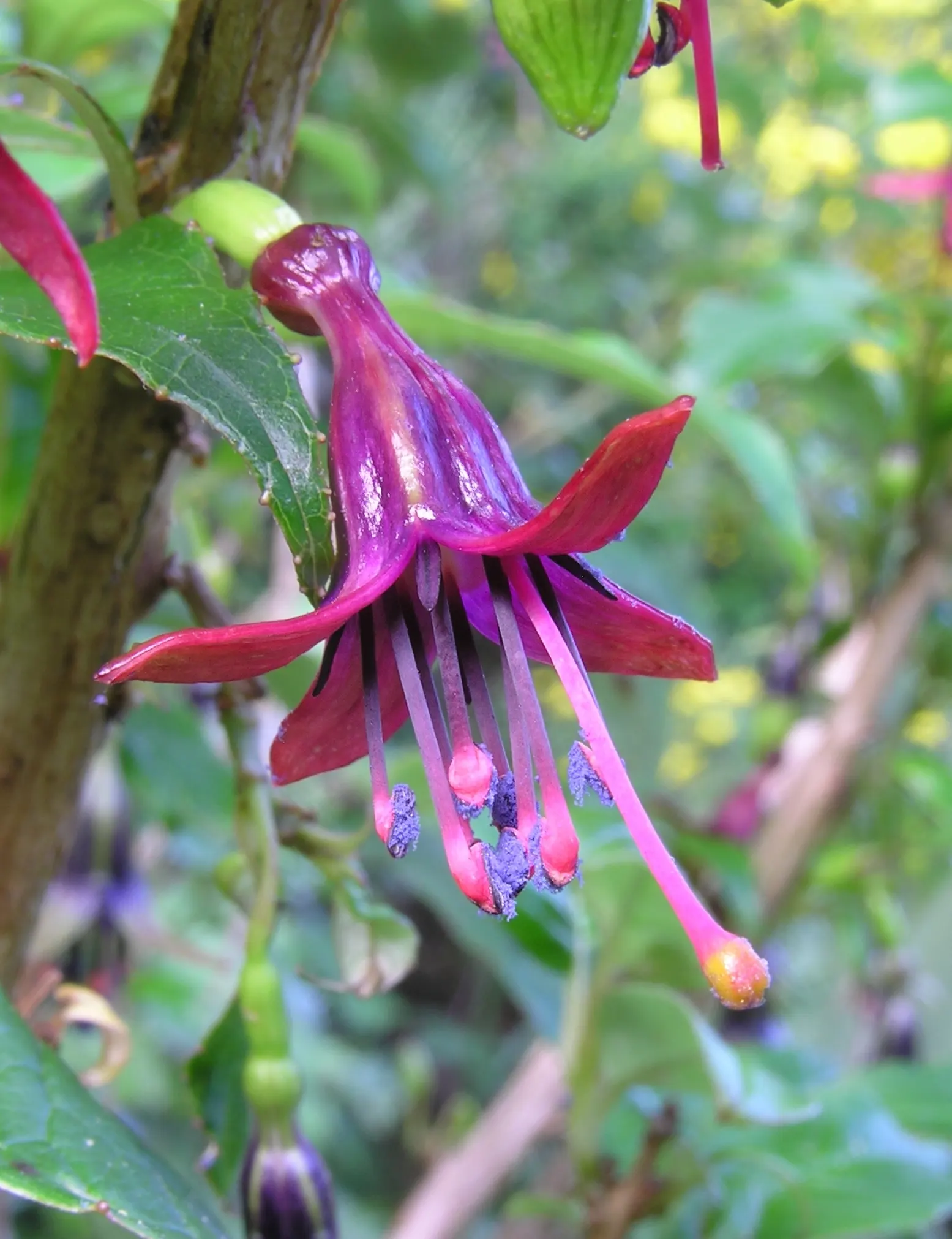 Tree Fuchsia (Fuchsia Arborescens) — Hardy to about 30&deg;F, it's suitable for USDA zones 9-11; perennial with multi-colored and pink blooms, image 82