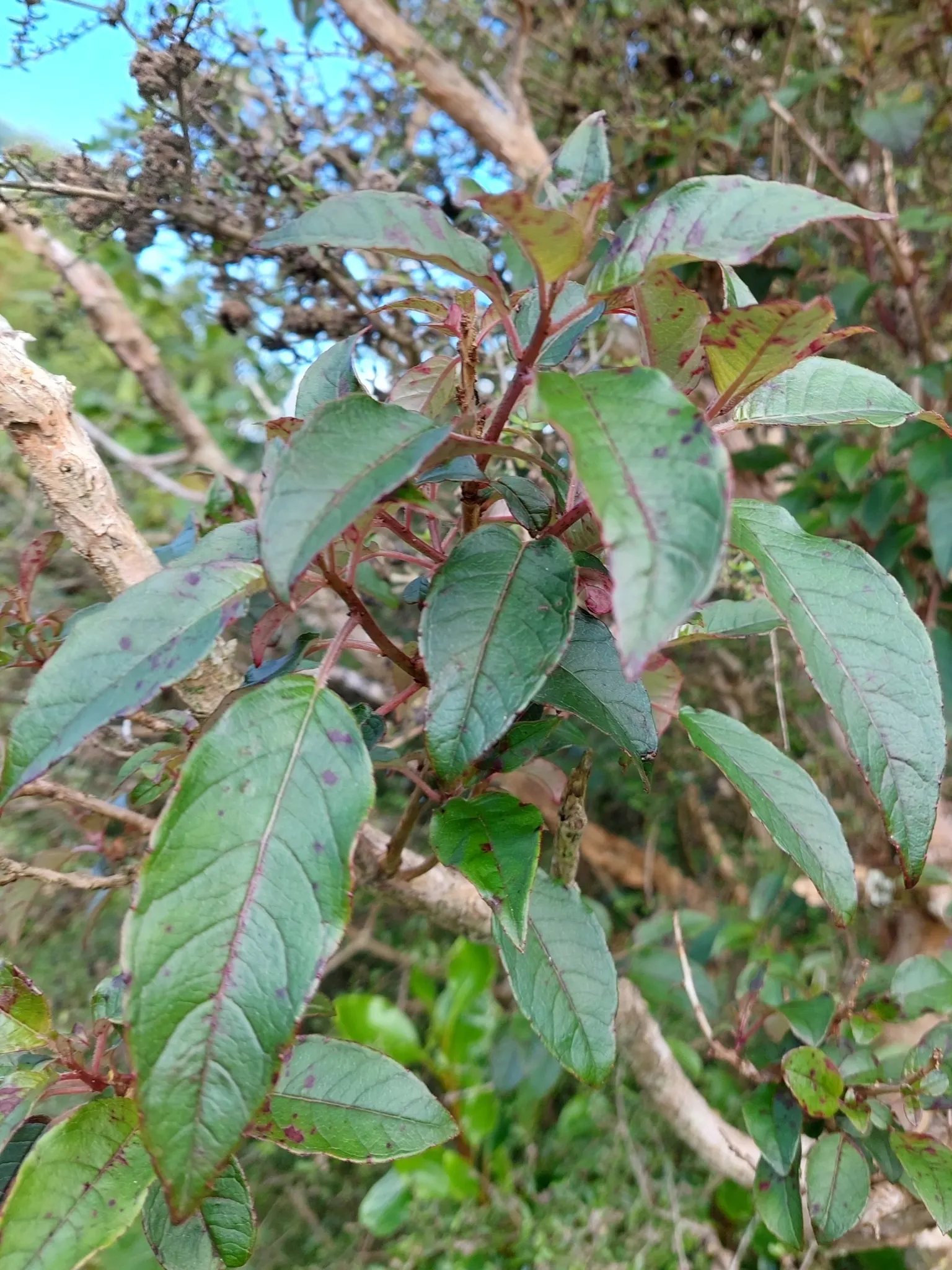 Tree Fuchsia (Fuchsia Arborescens) — For the best flowering results, plant it in a spot with partial shade to full sun with well-draining soil; regular
