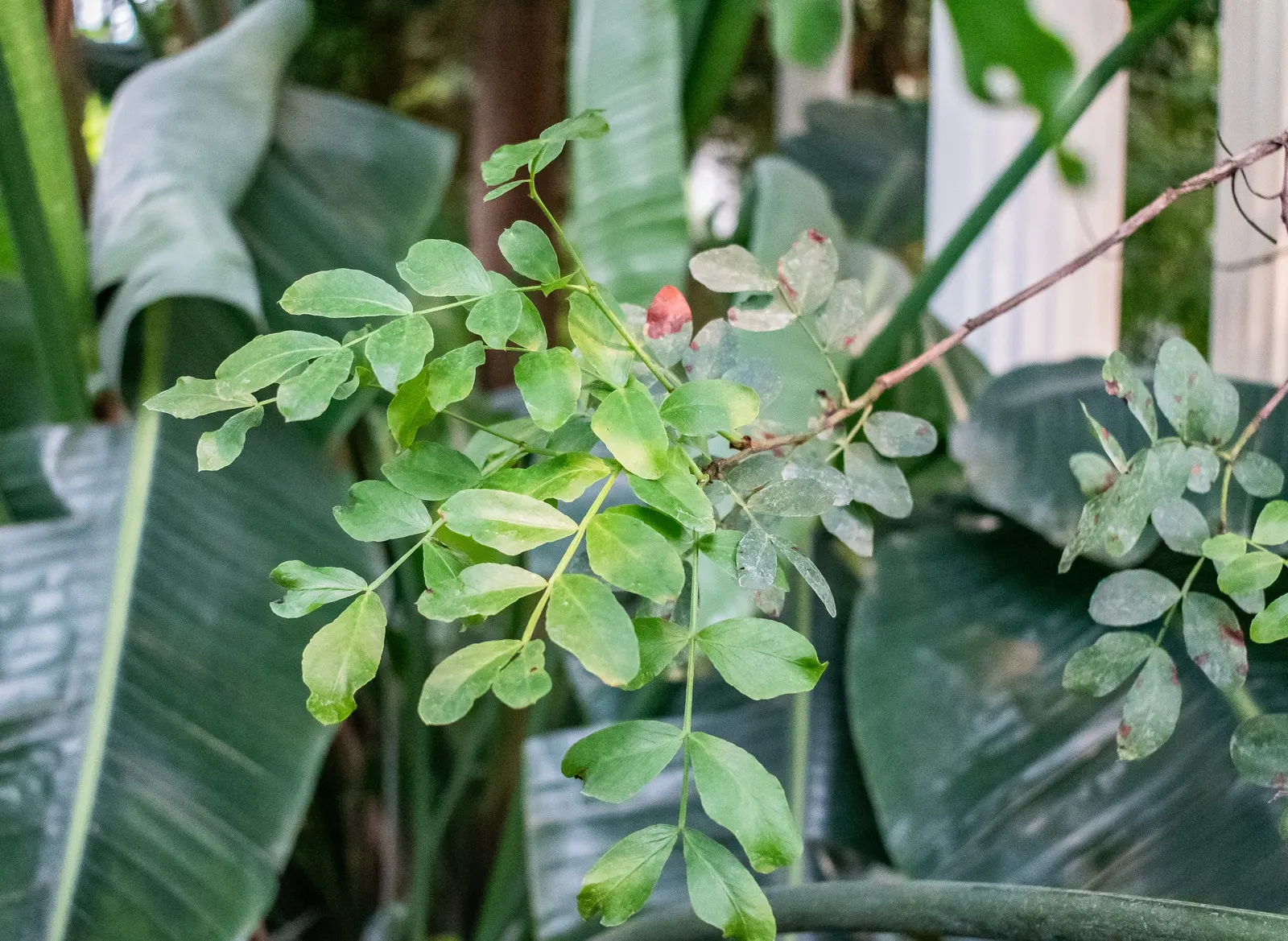 Tree Fuchsia (Fuchsia Arborescens) — the Fuchsia arborescens offers year-round allure