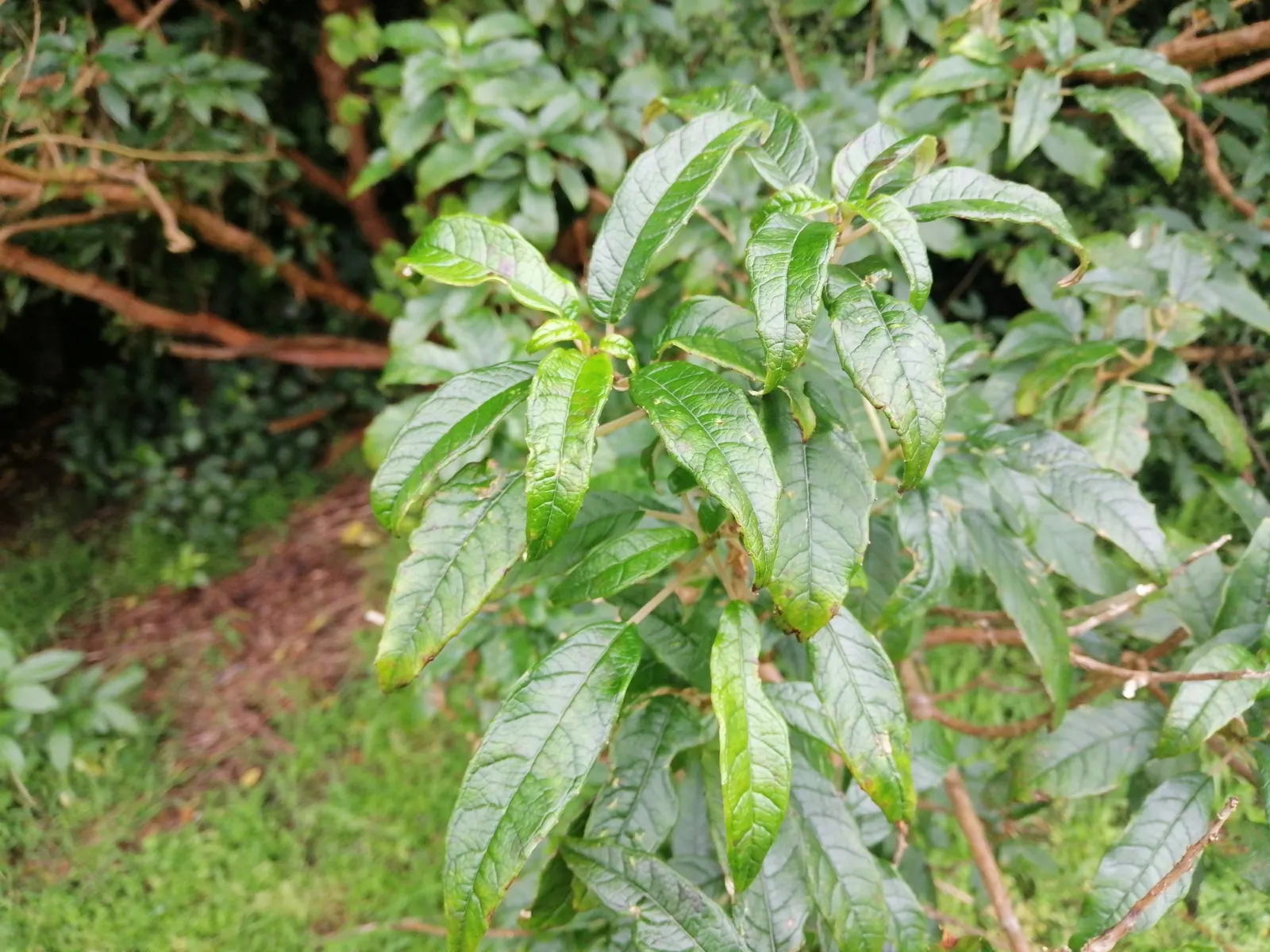 Tree Fuchsia (Fuchsia Arborescens) — Whether as a garden centerpiece or a component of a mixed border