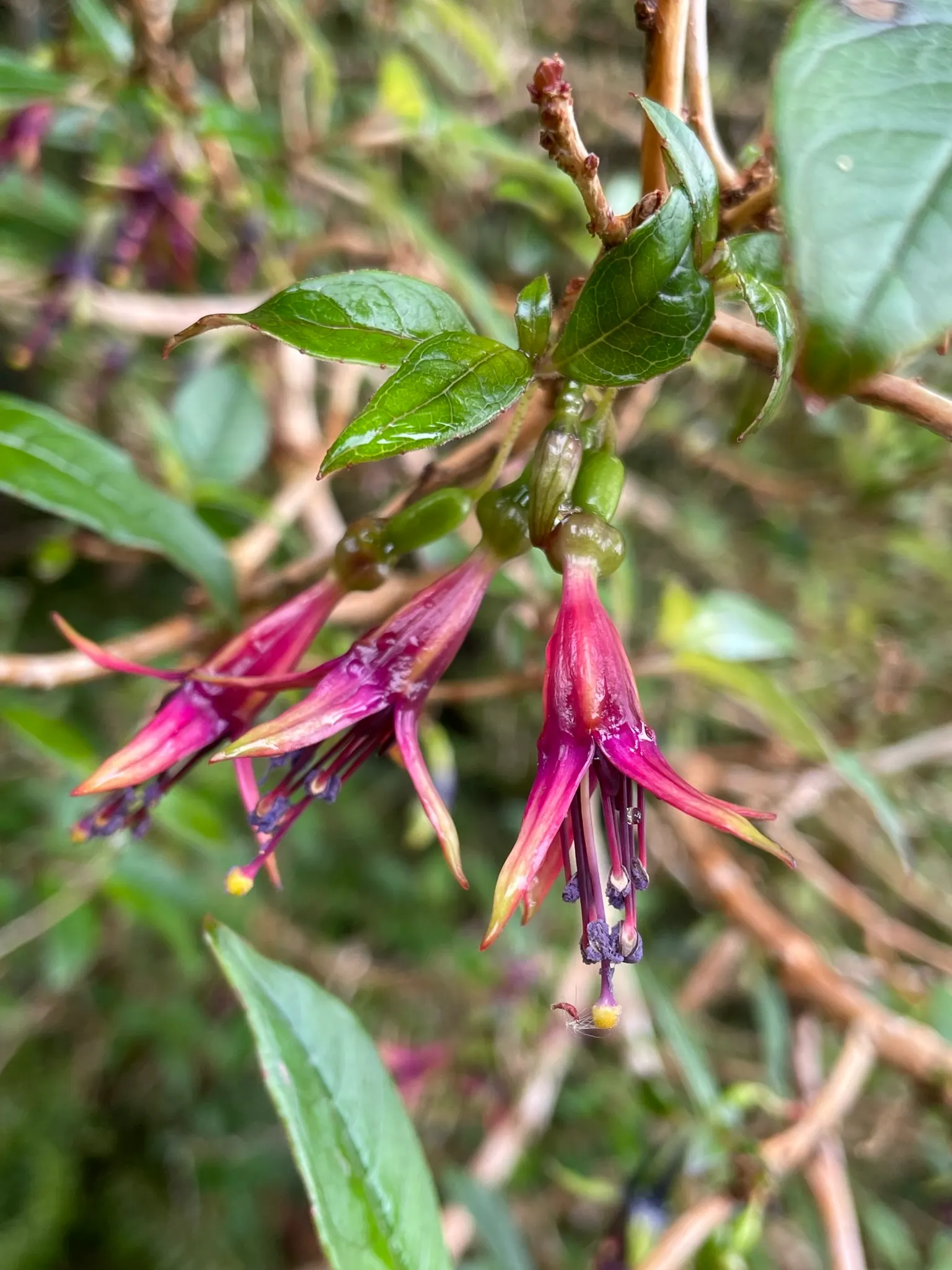Tree Fuchsia (Fuchsia Arborescens) — including hummingbirds and bees.<br><br>Post-flowering