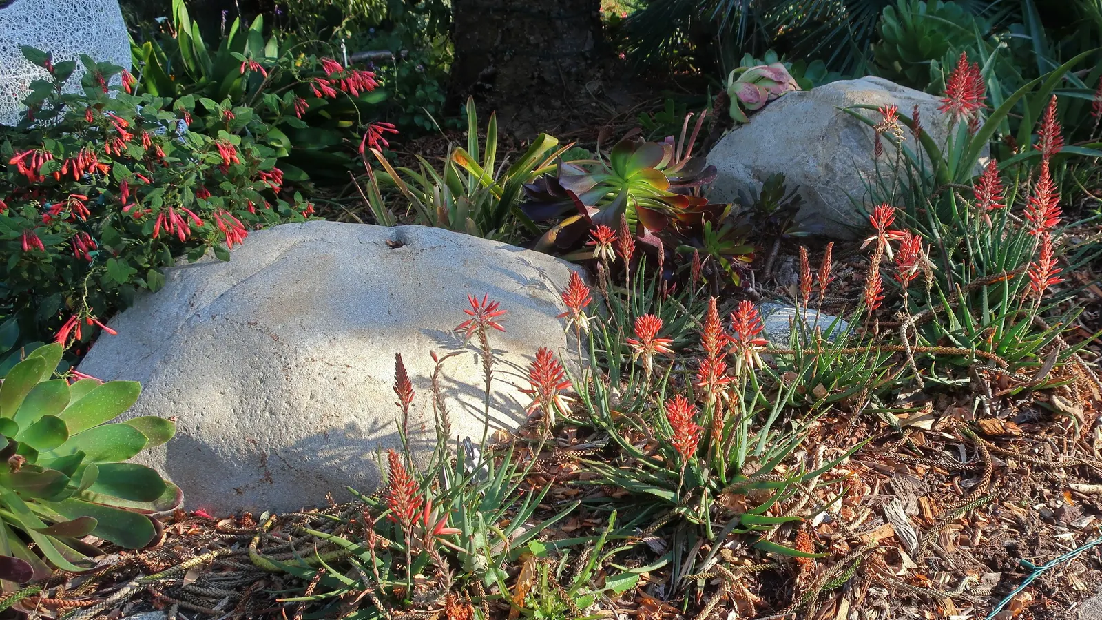 Tree Fuchsia (Fuchsia Arborescens) — Pruning can be done to maintain shape and encourage denser foliage; this evergreen shrub to small tree boasts, image 72