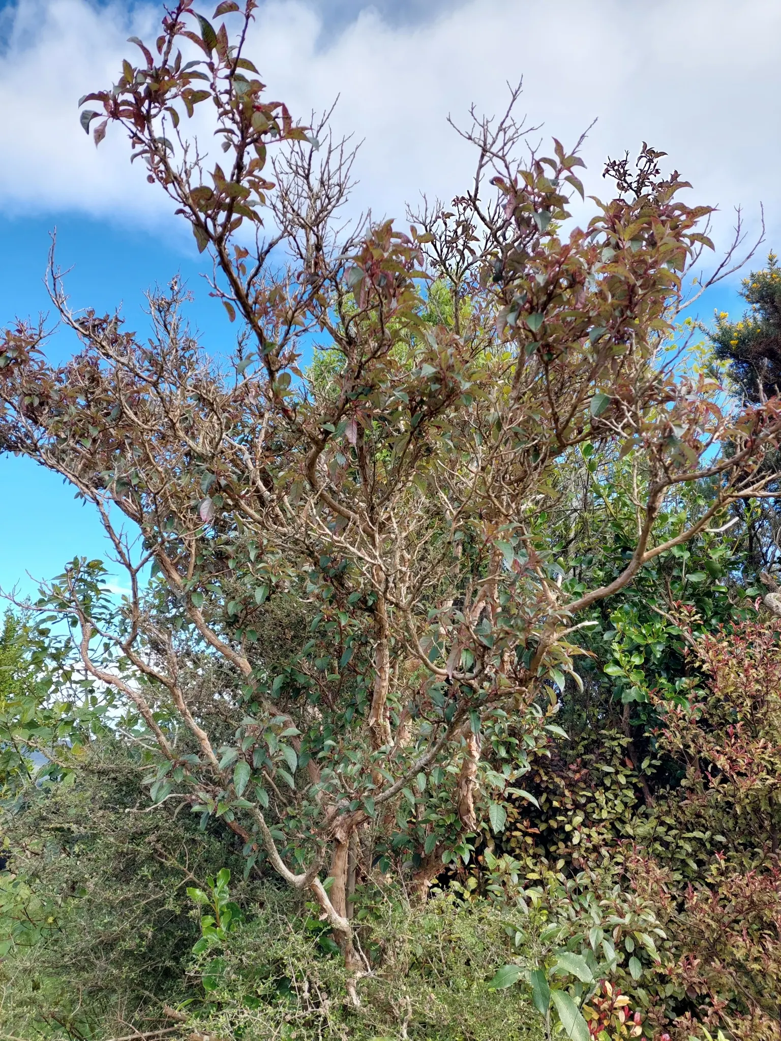 Tree Fuchsia (Fuchsia Arborescens) — The Tree Fuchsia, Fuchsia arborescens, is a subtropical evergreen shrub reaching 10-15 ft tall; hardy to about 30&deg;F