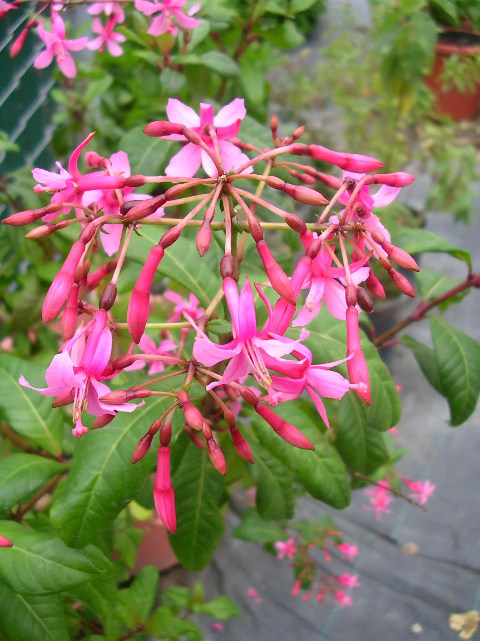 Tree Fuchsia (Fuchsia Arborescens) — Come springtime and well into the summer, gardeners are rewarded with the species' spectacular blooming; best, image 64