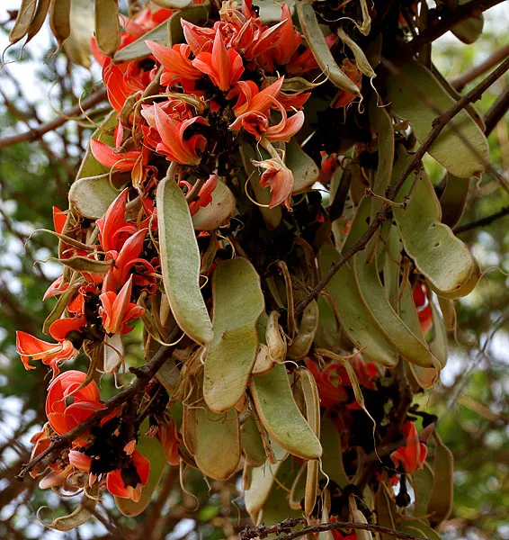 Tree Fuchsia (Fuchsia Arborescens) — For the best flowering results, plant it in a spot with partial shade to full sun with well-draining soil