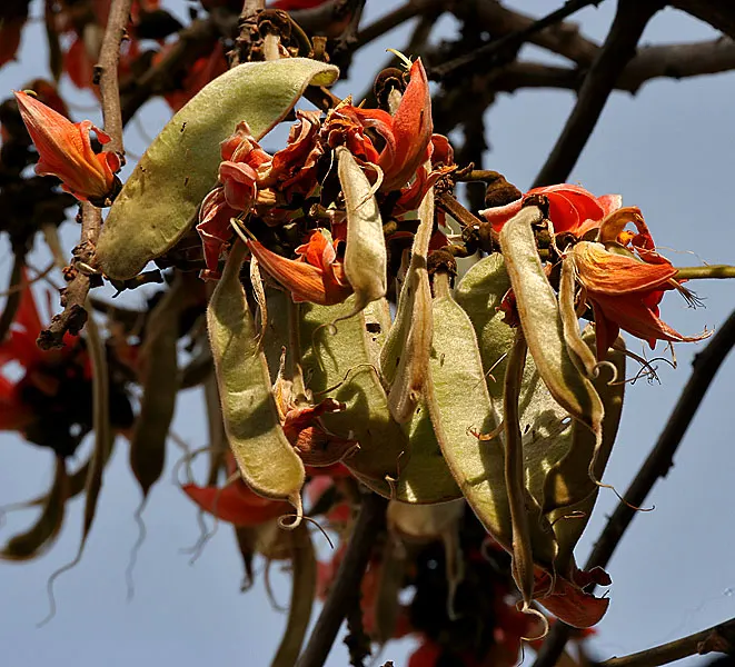 Tree Fuchsia (Fuchsia Arborescens) — Pruning can be done to maintain shape and encourage denser foliage