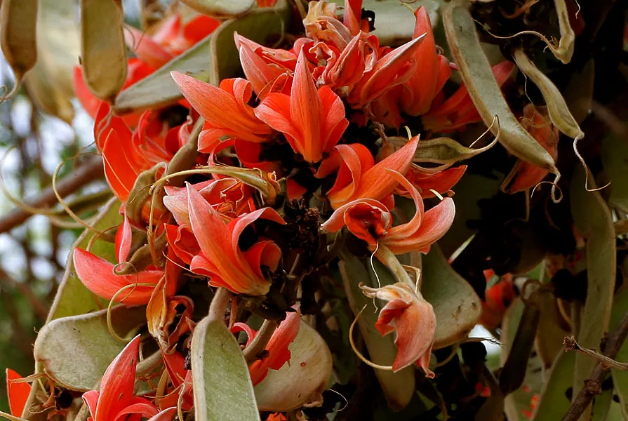 Tree Fuchsia (Fuchsia Arborescens) — it thrives in USDA Hardiness Zones 9 to 11