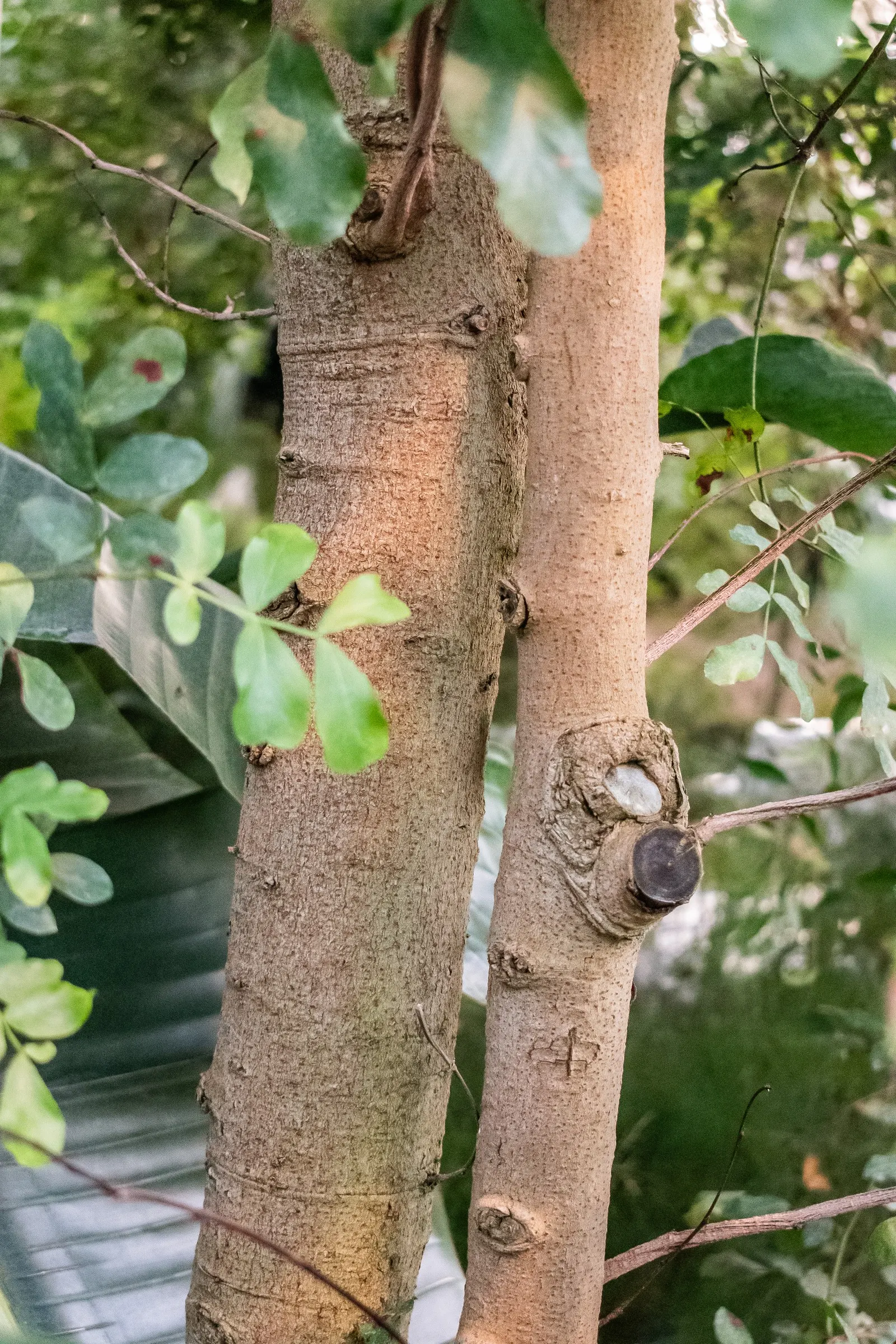 Tree Fuchsia (Fuchsia Arborescens) — including hummingbirds and bees.<br><br>Post-flowering; keep in mind its final size and delicate branches when positioning